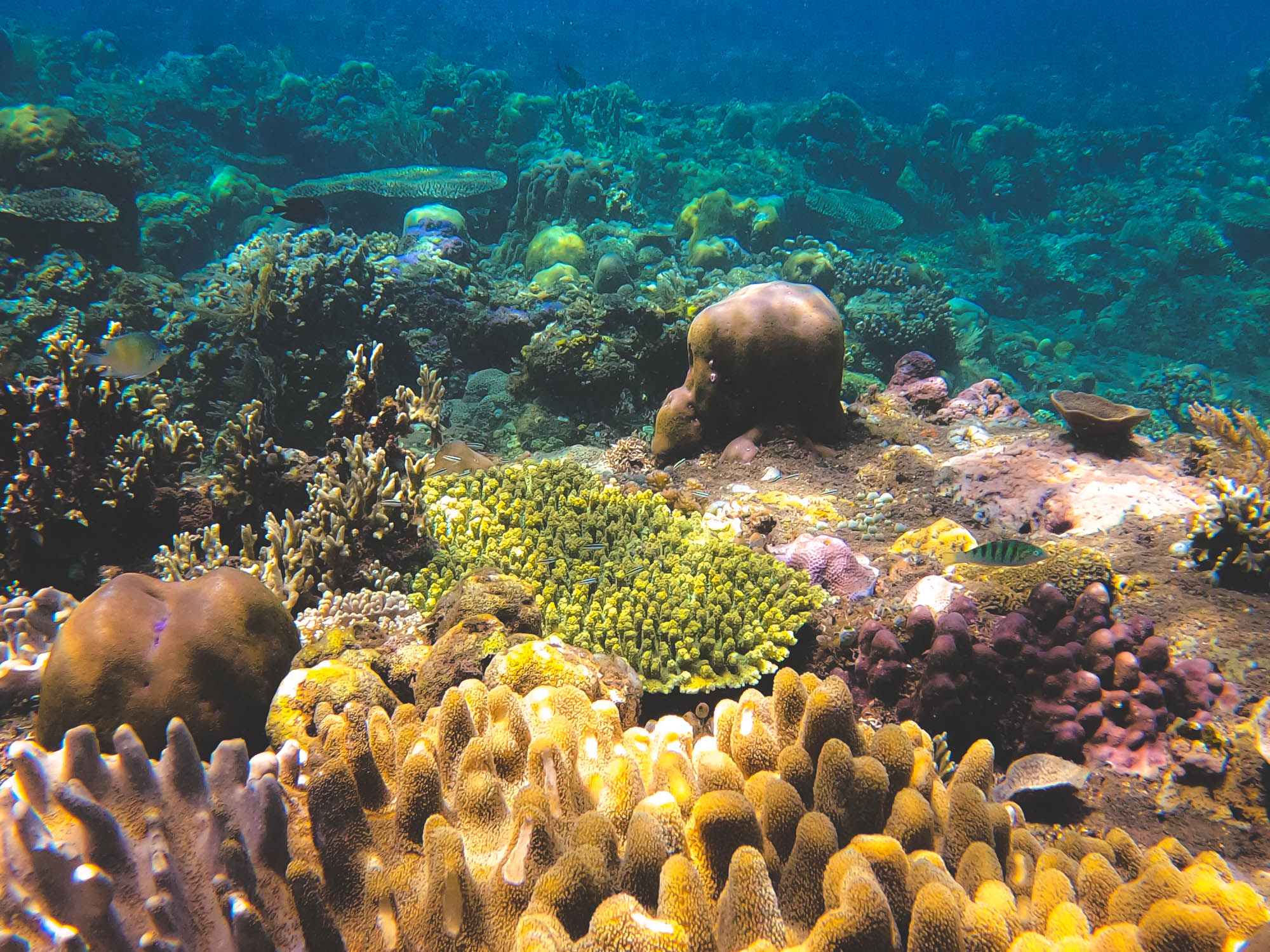 Various corals in Bunutan Beach, Amed, Bali 2022
