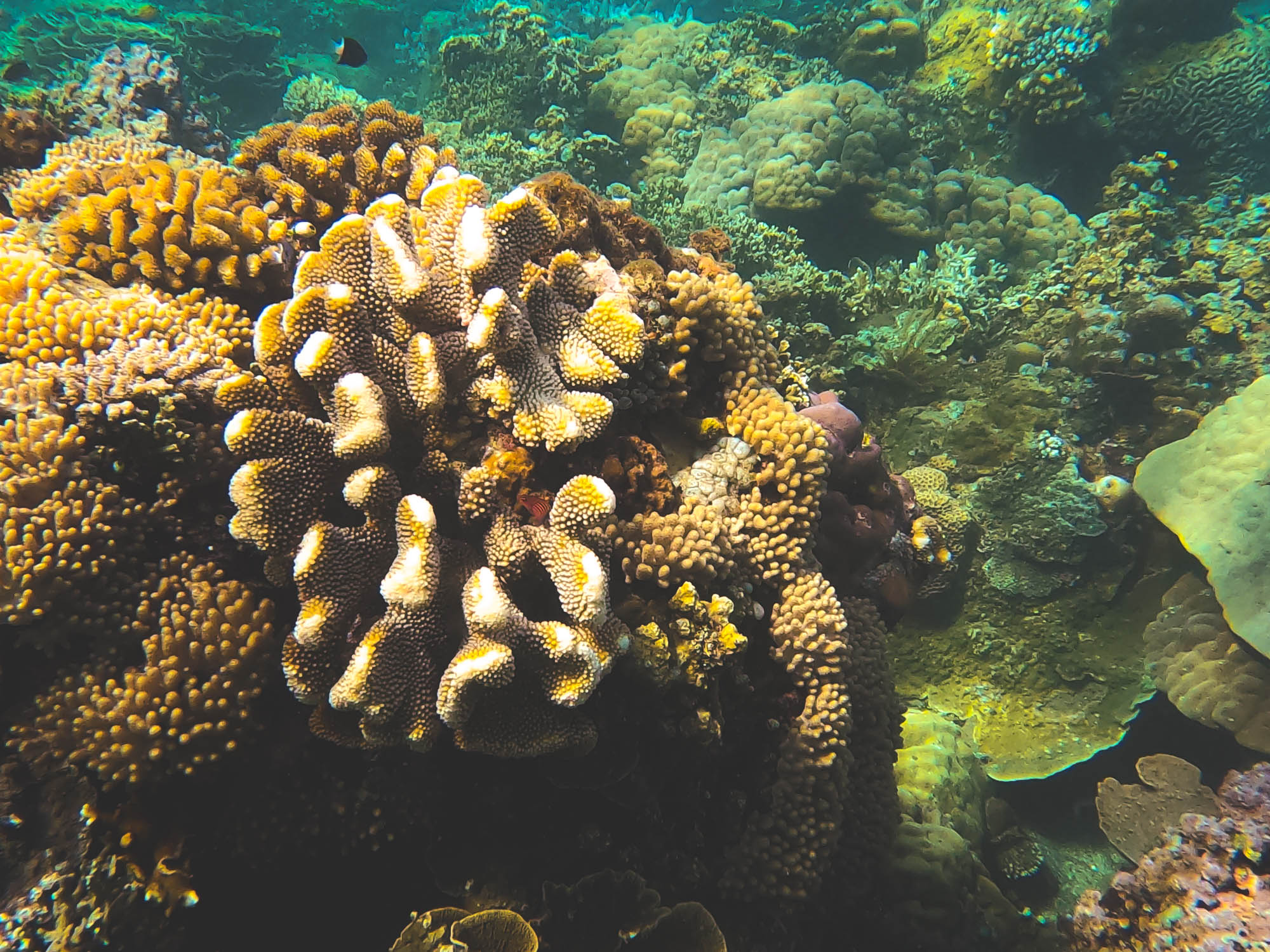 Young Elkhorn corals in Bunutan Beach, Amed, Bali 2022