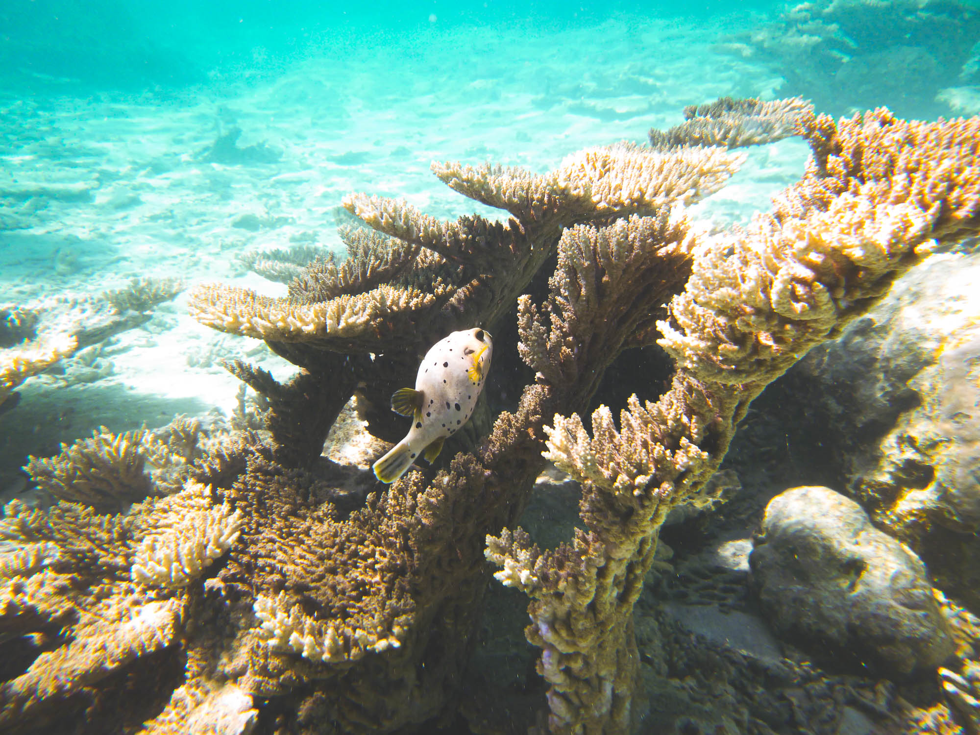 Gray Blackspotter Puffer fish by corals in Blue Bay, Mauritius