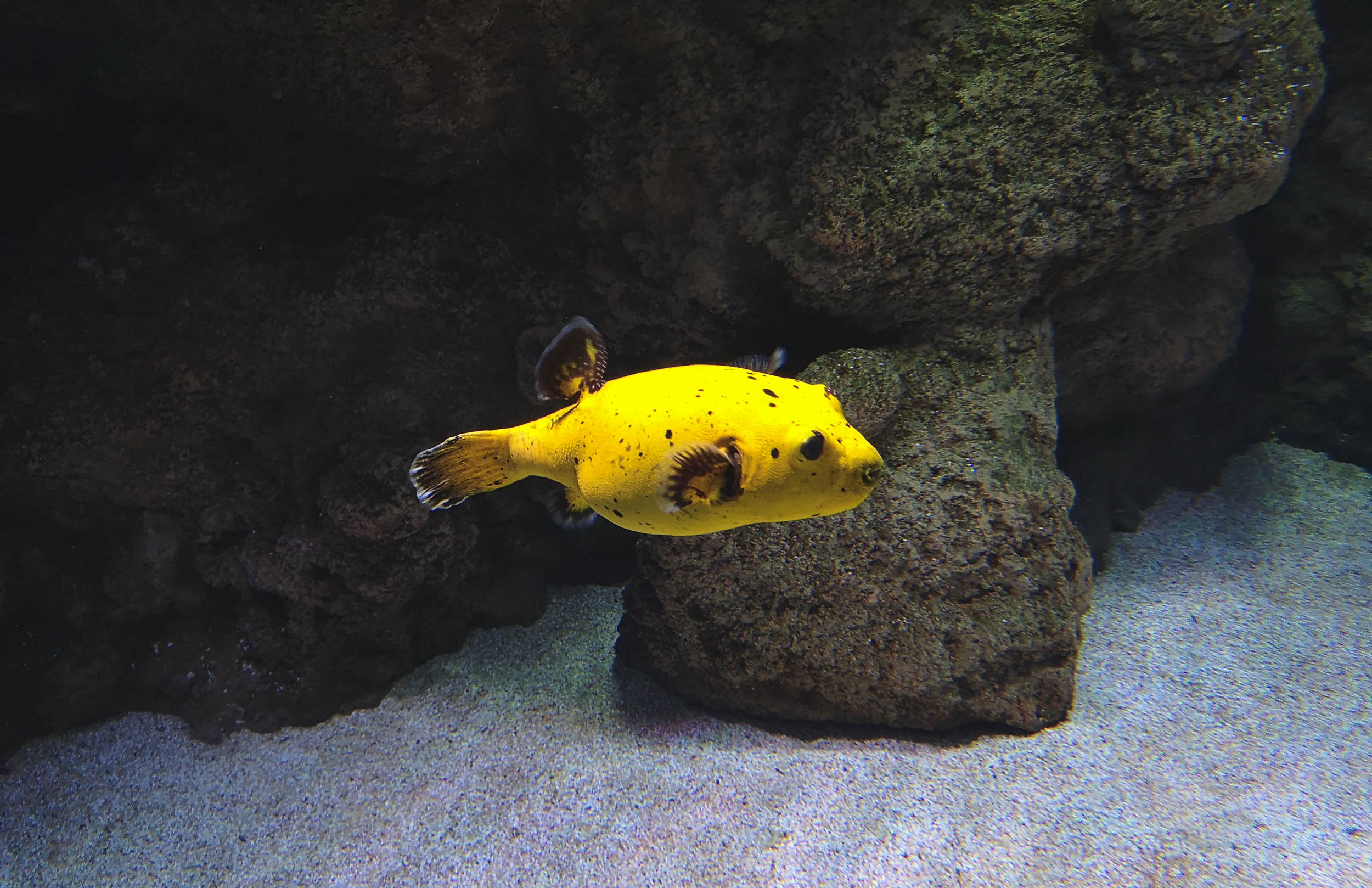 Blackspotted Puffer - Dog-faced Fish of Tropic Seas - Connecting the Dots