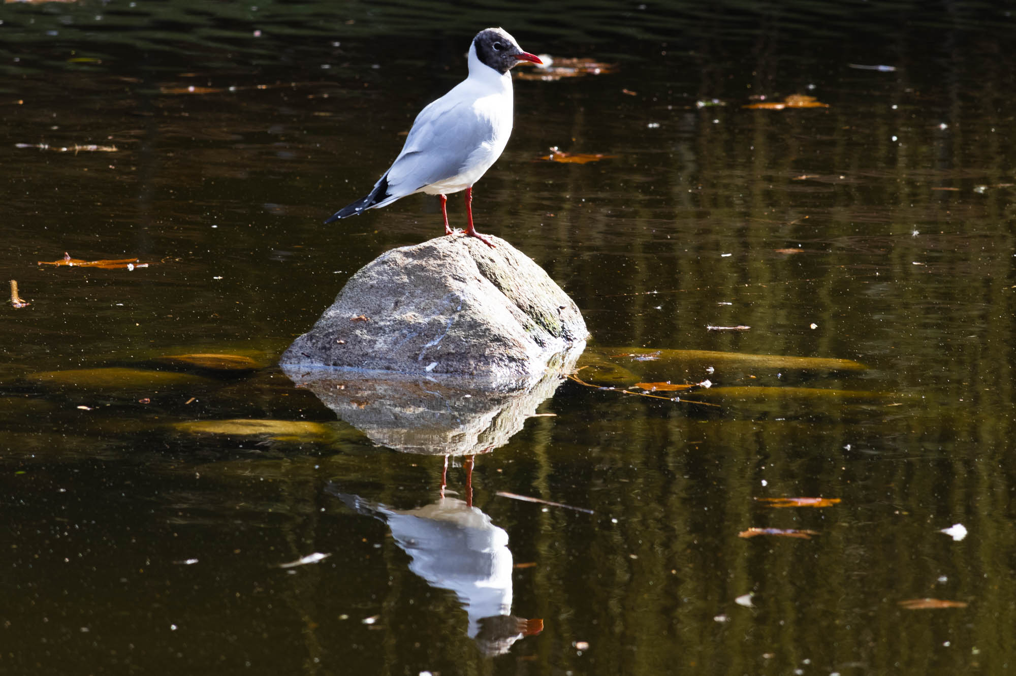 Black-headed Gull in Summer Plumage