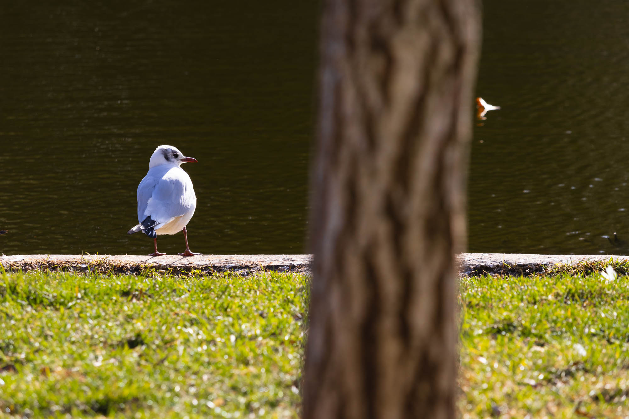 Black-headed Gull in Winter Plumage in Vienna