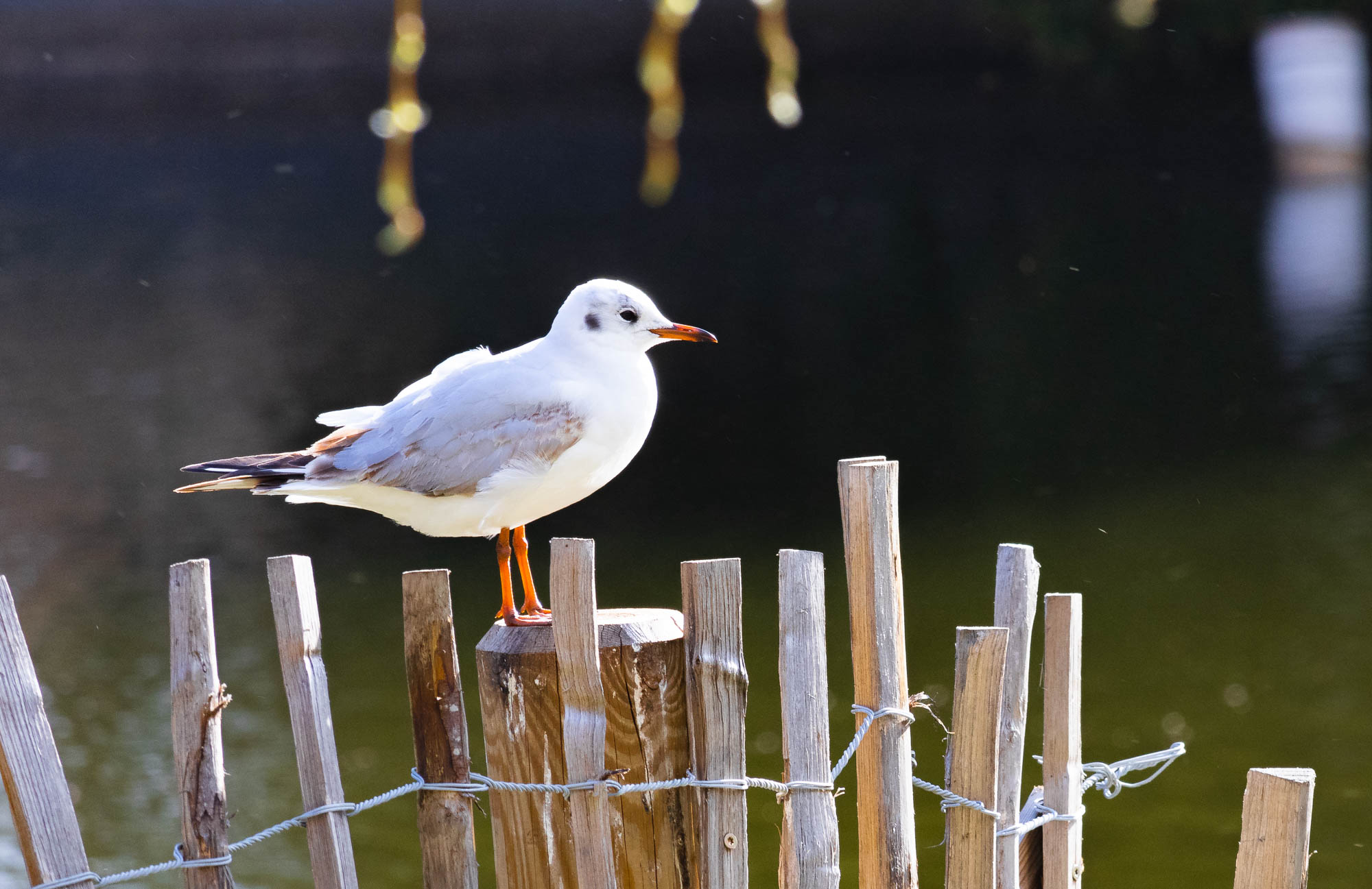 Black-headed Gull in Winter Plumage