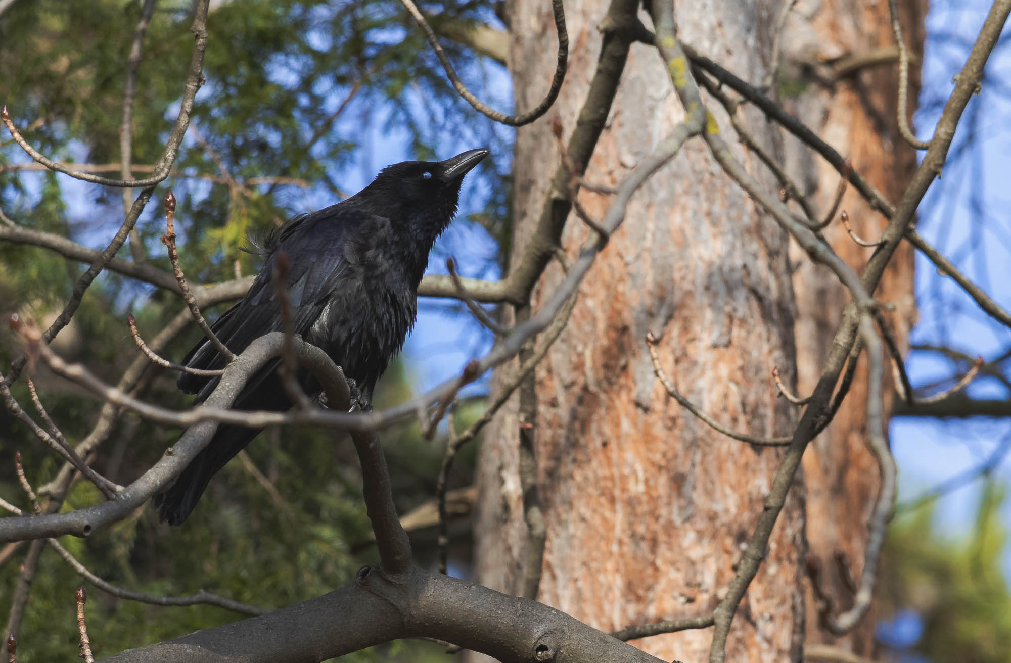 Carrion Crow (Corvus corone)