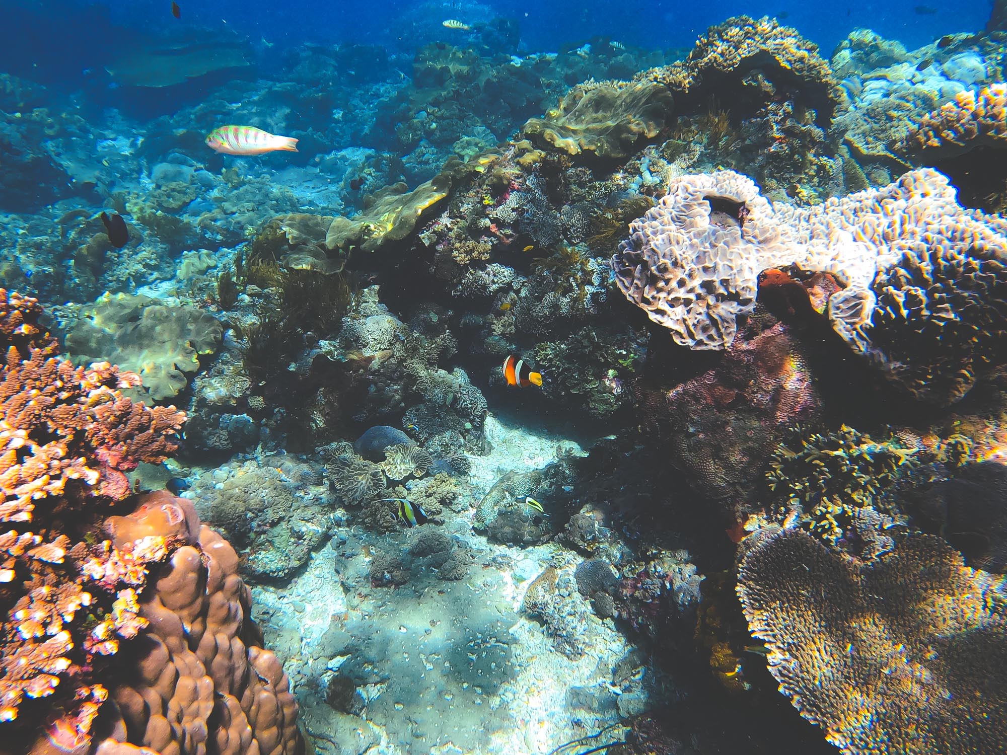 Clownfish in Nusa Penida, Bali