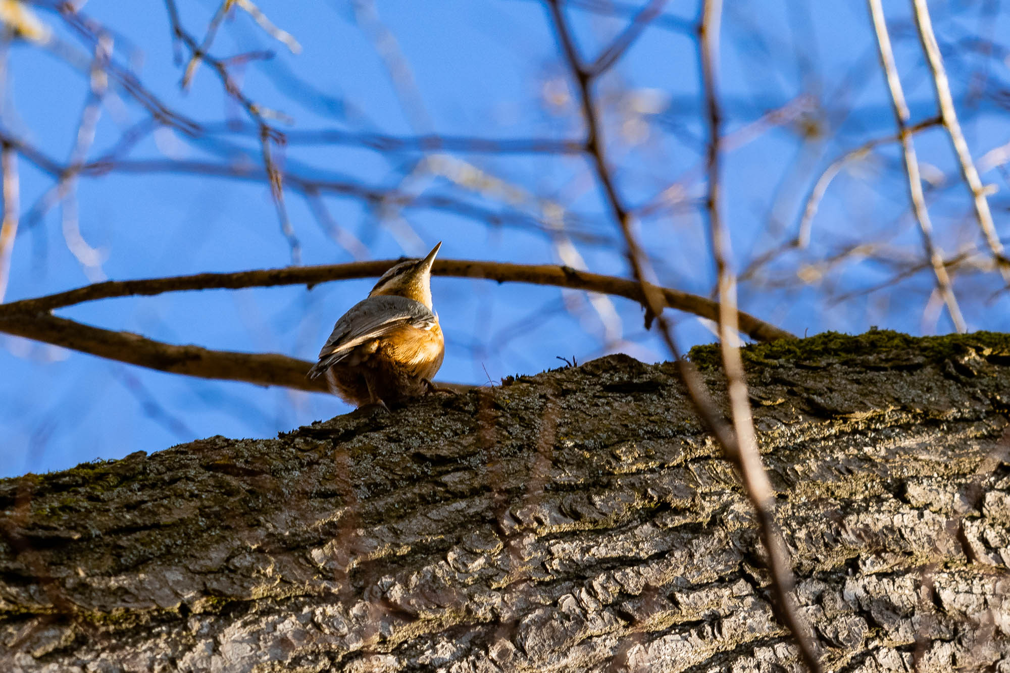 European Nuthatch on a tree.