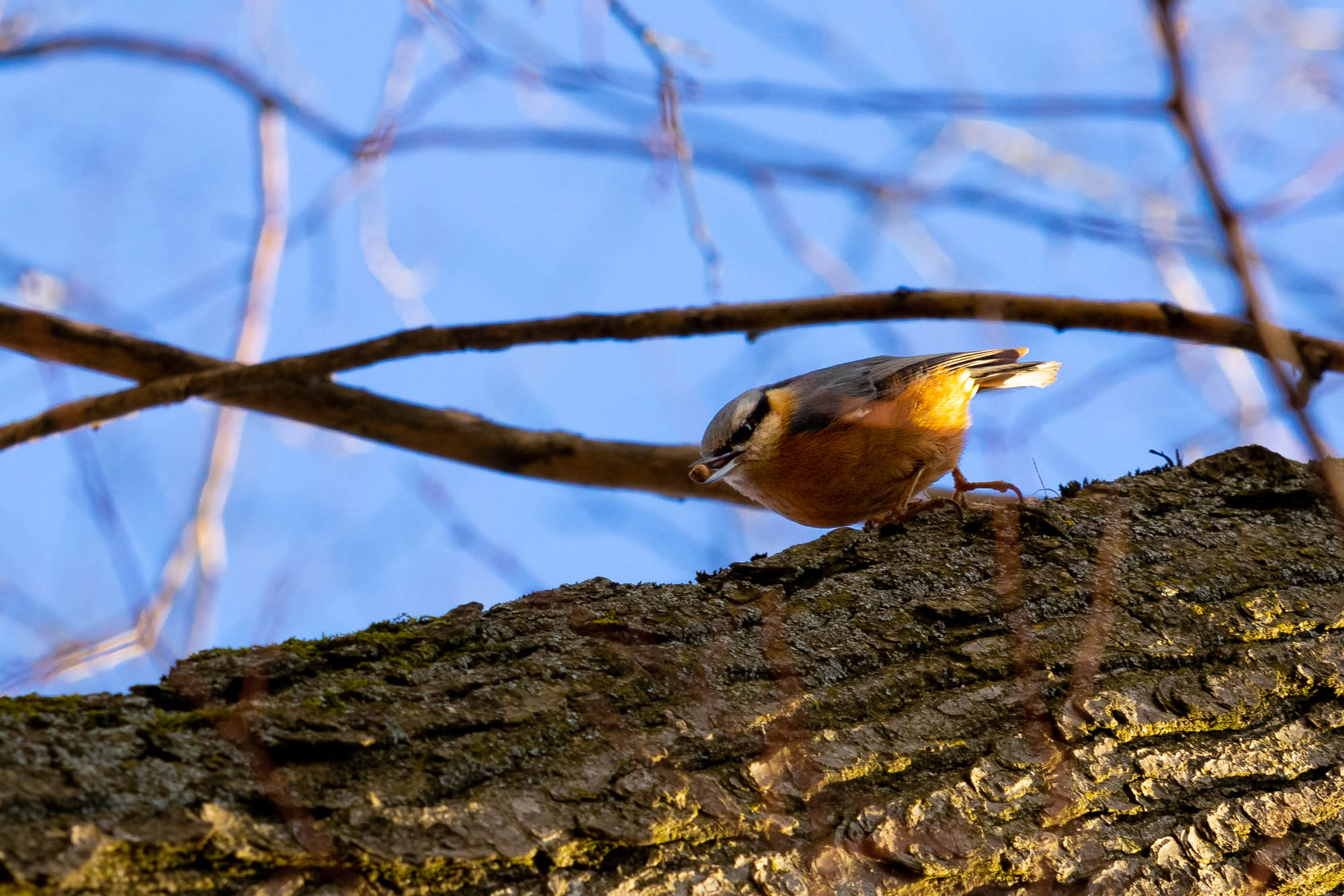 European Nuthatch on a tree with seed in its beak.