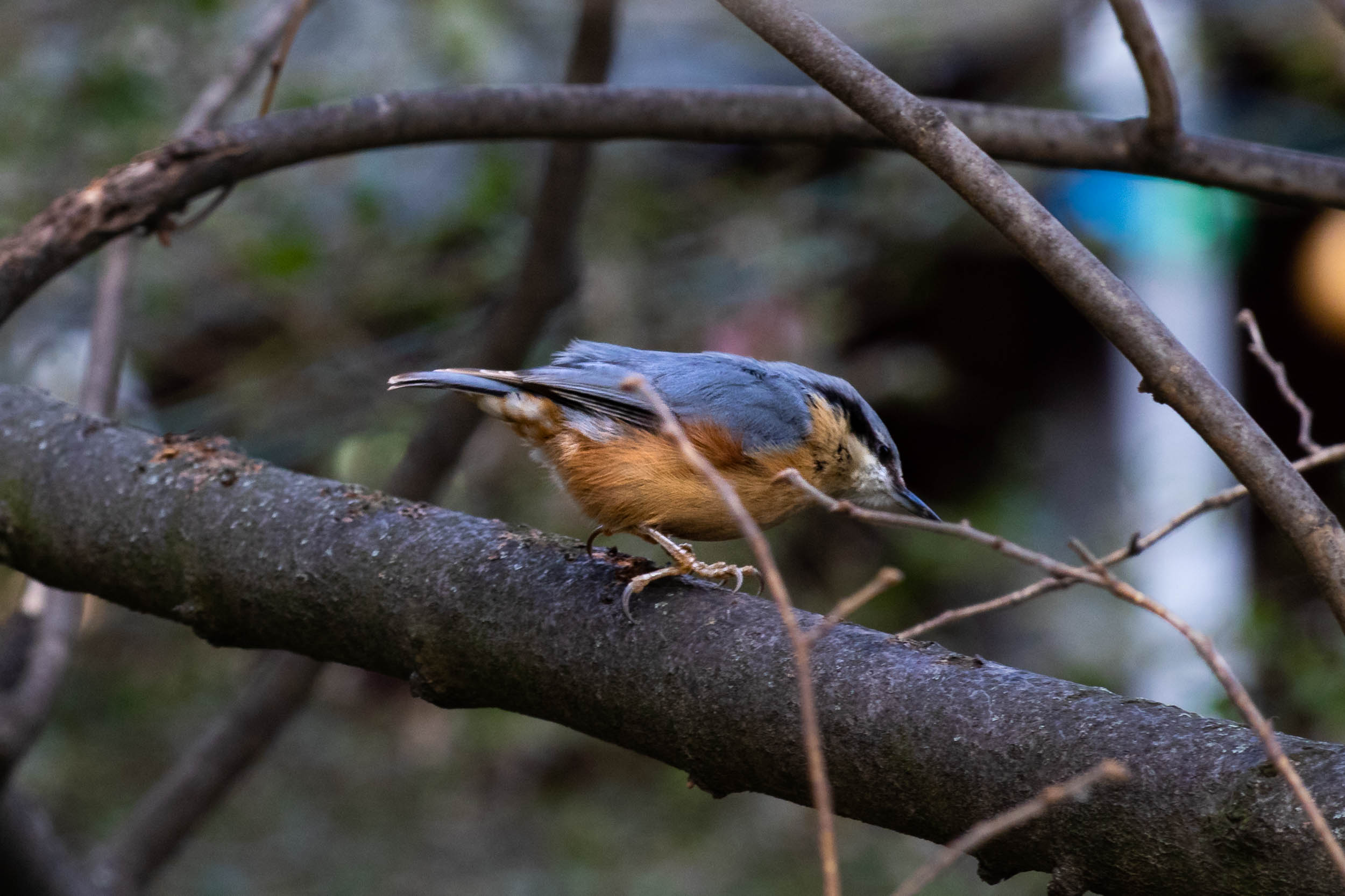 European Nuthatch on a tree branch