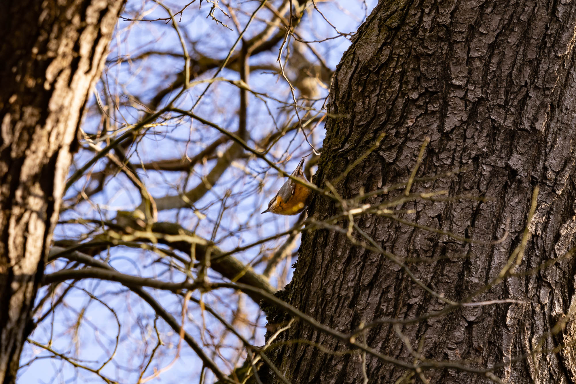 European Nuthatch on a tree trunk