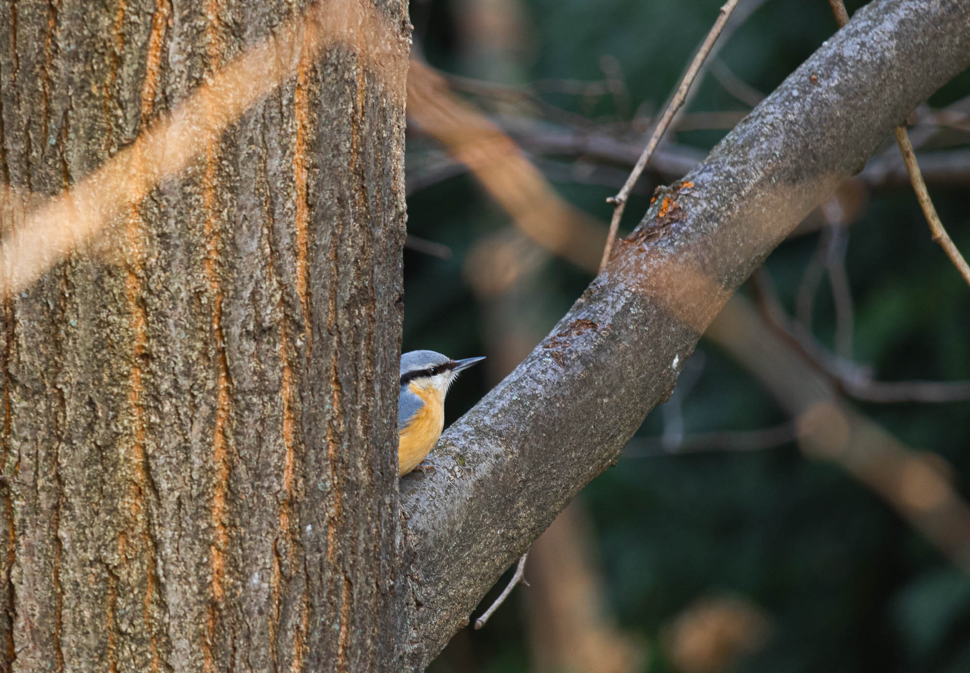 European Nuthatch in a tree