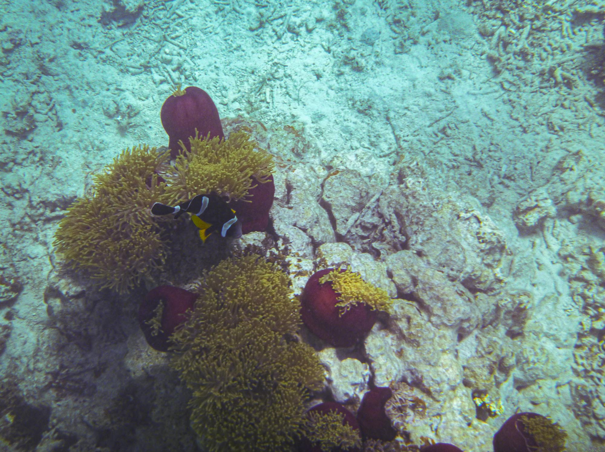 The rare Mauritian Clownfish, Mahebourg 4