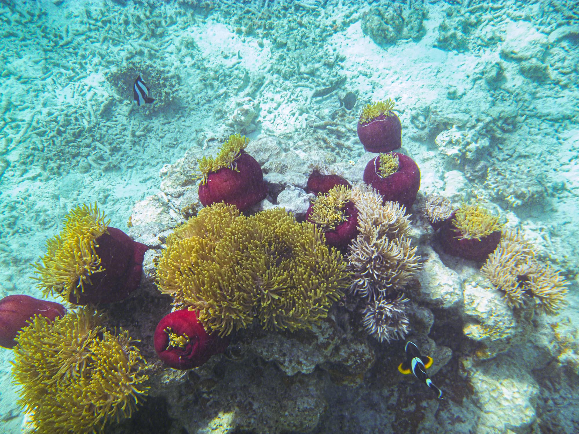 The rare Mauritian Clownfish, Mahebourg 3