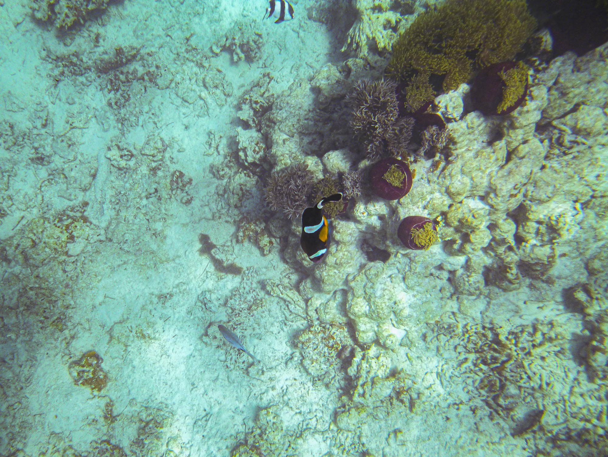 The rare Mauritian Clownfish, Mahebourg 2