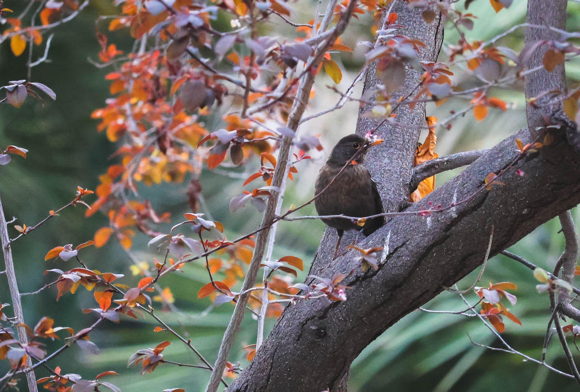 Blackbird female in Spain