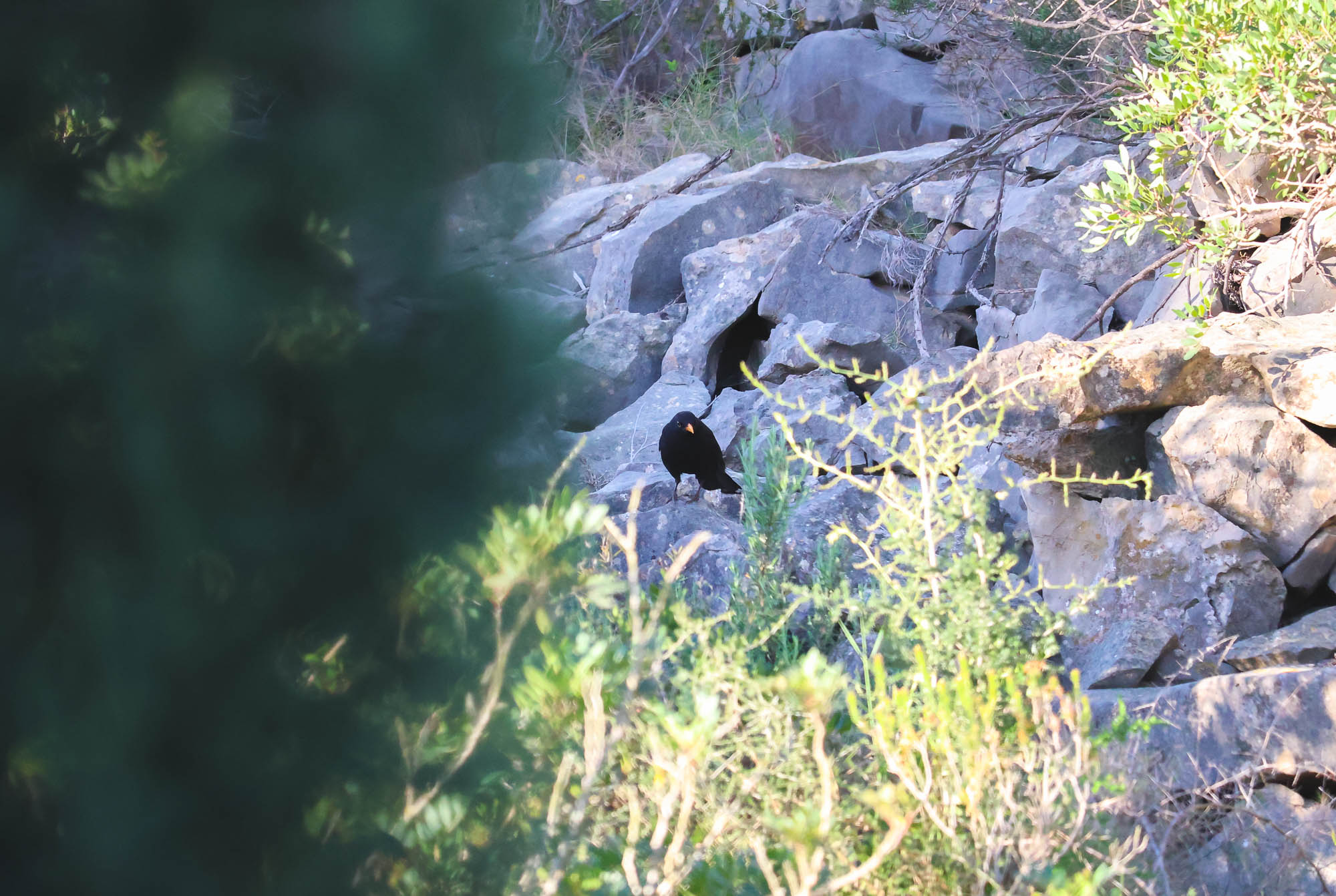 Male Blackbird on rocks, Spain