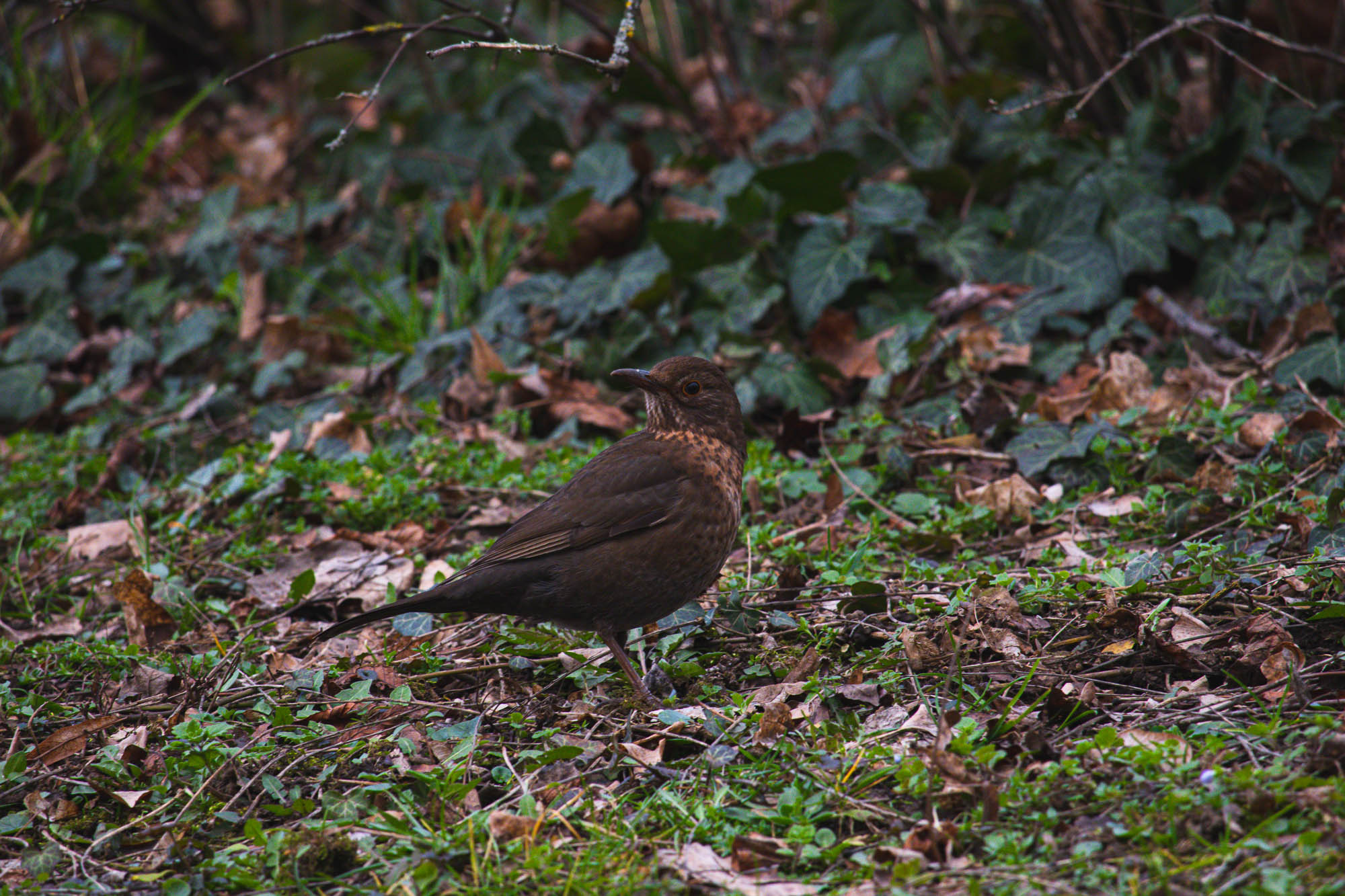 Female blackbird in winter, Austria