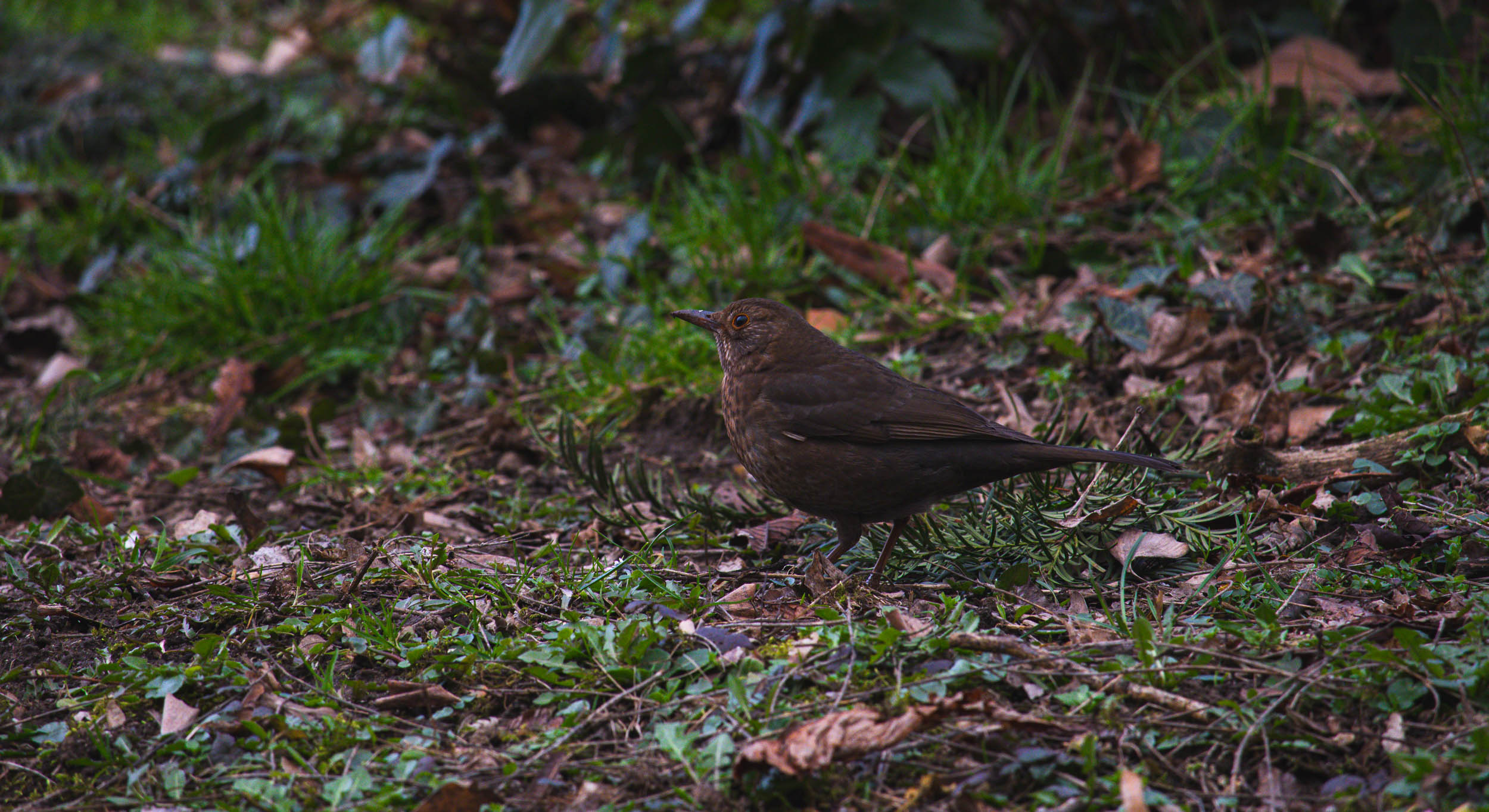 Female blackbird in autumn, Vienna