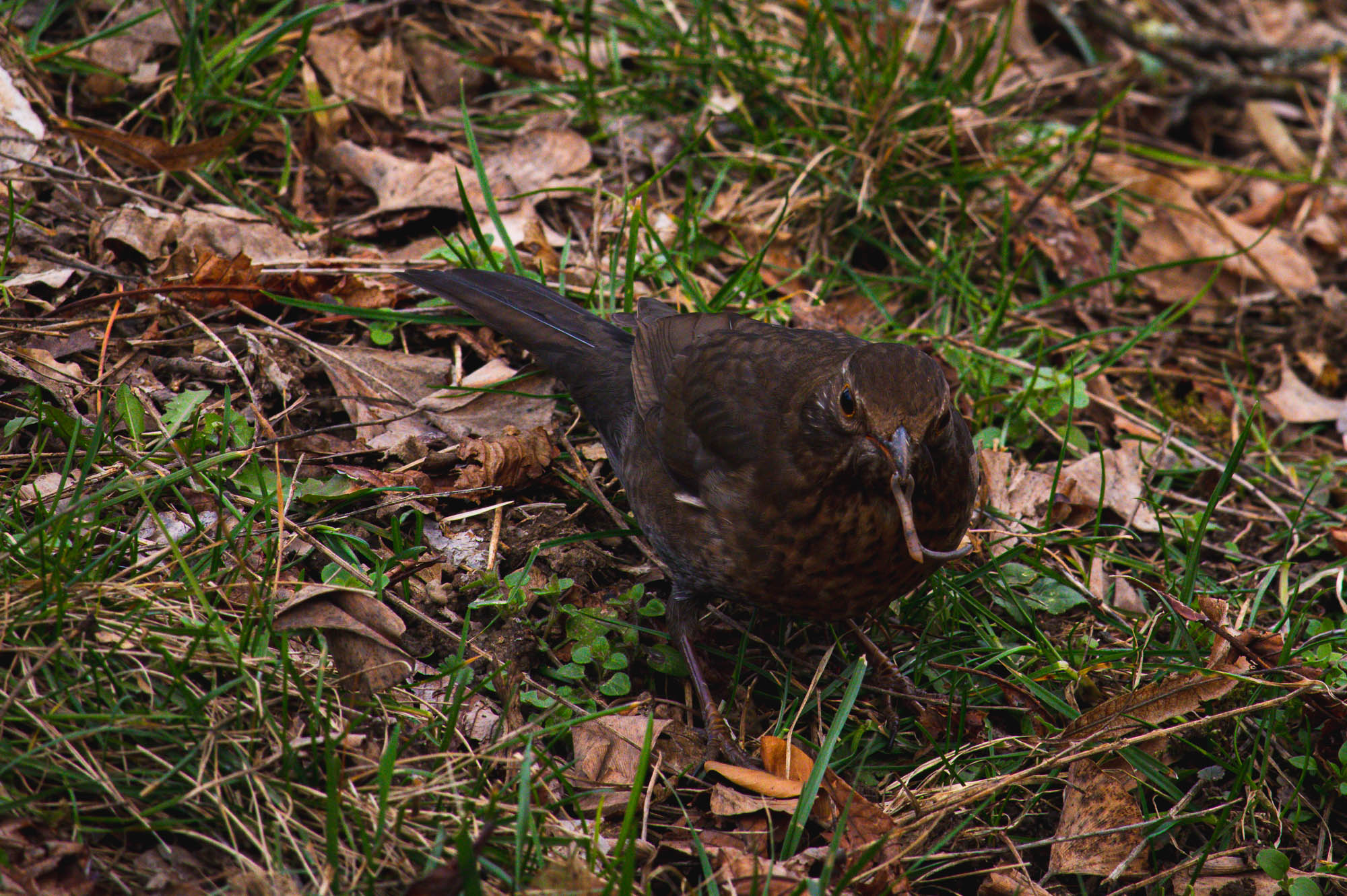 Female blackbird eating earthworm