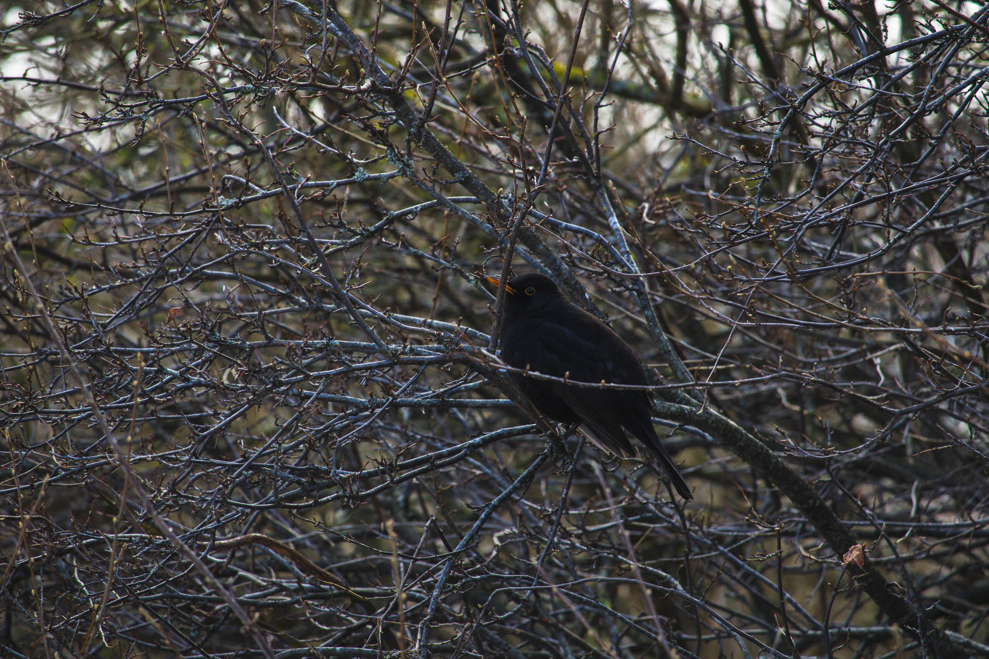 Male Blackbird in winter, Lithuania