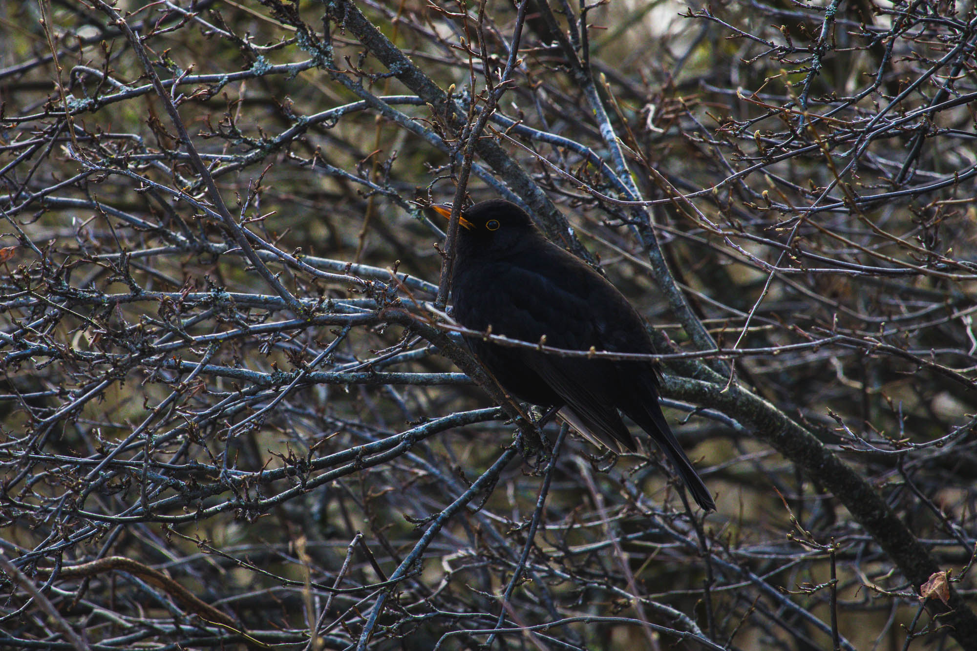Male Blackbird in winter, Lithuania 2