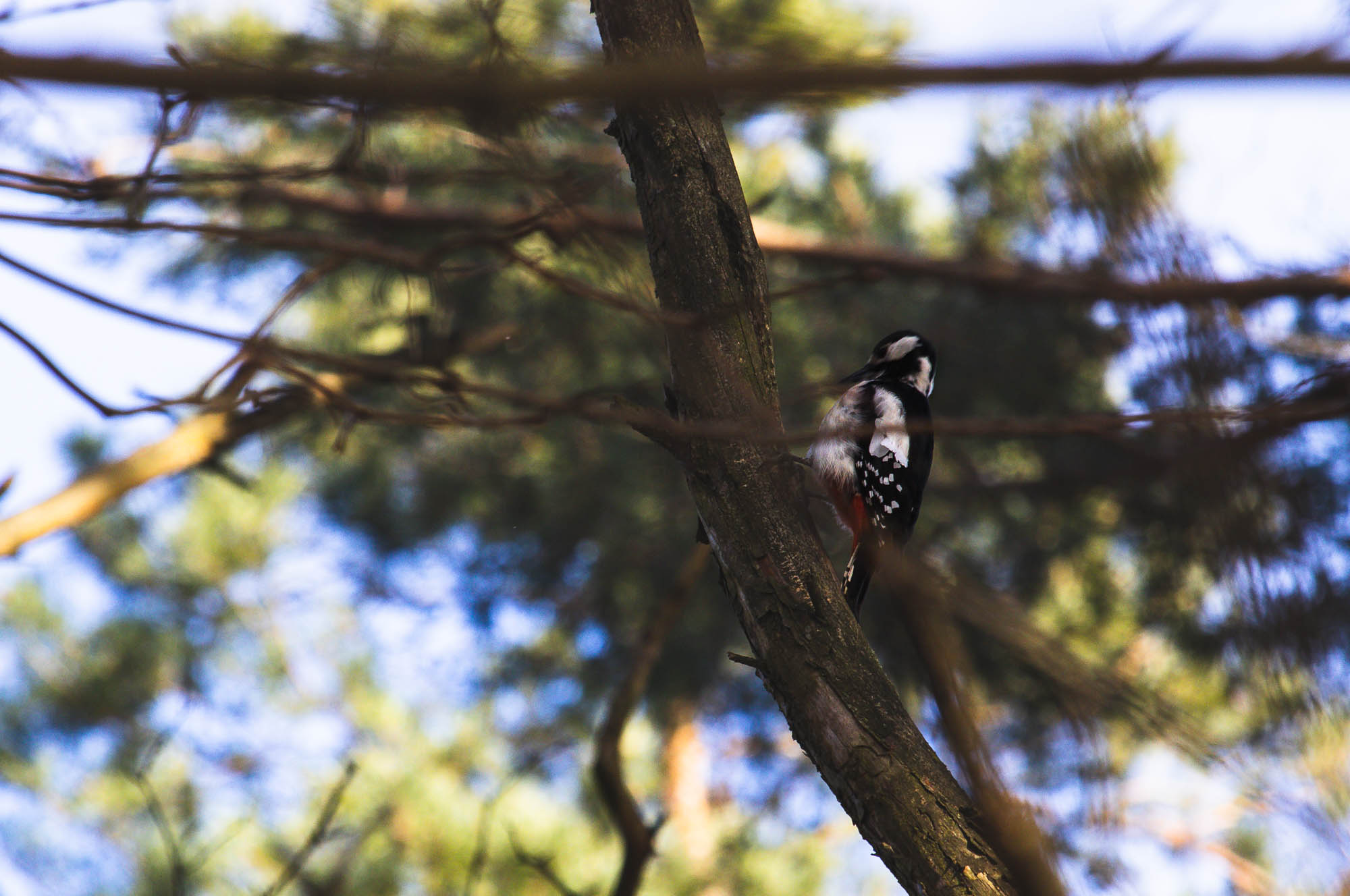 Great Spotted Woodpecker in winter, Lithuania