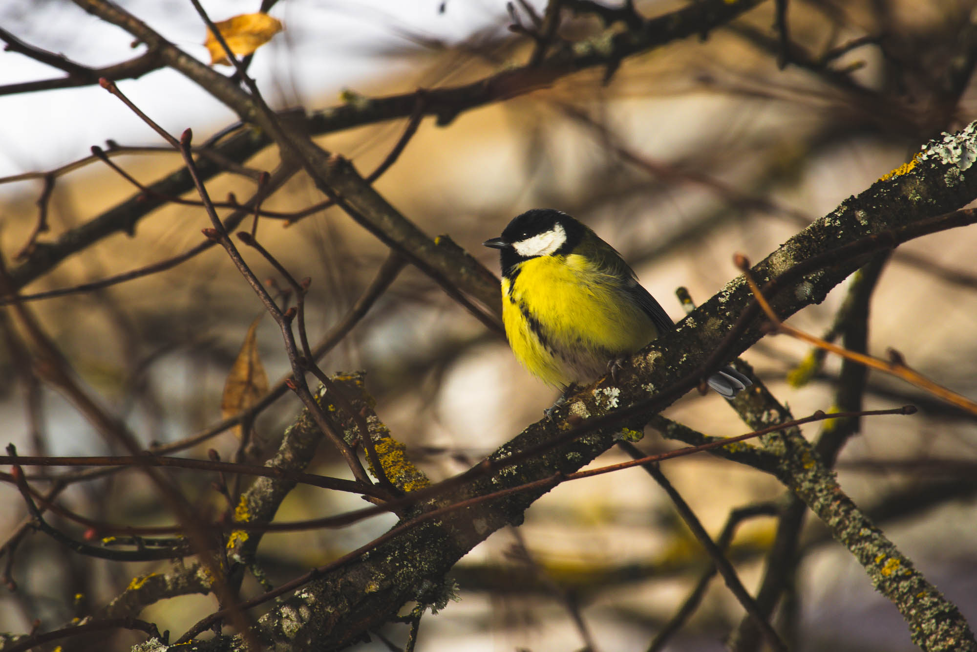 Great Tit in Vilnius, Lithuania
