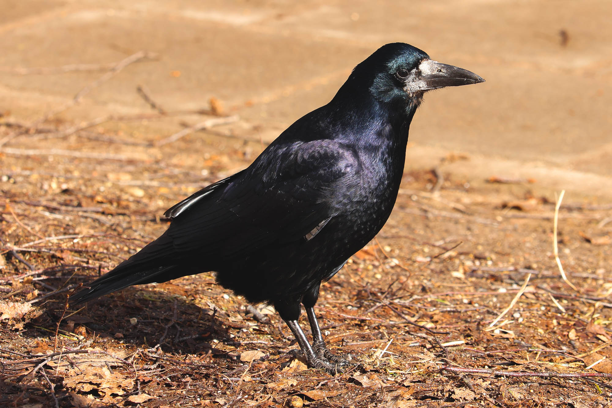Rook in early March, Lithuania