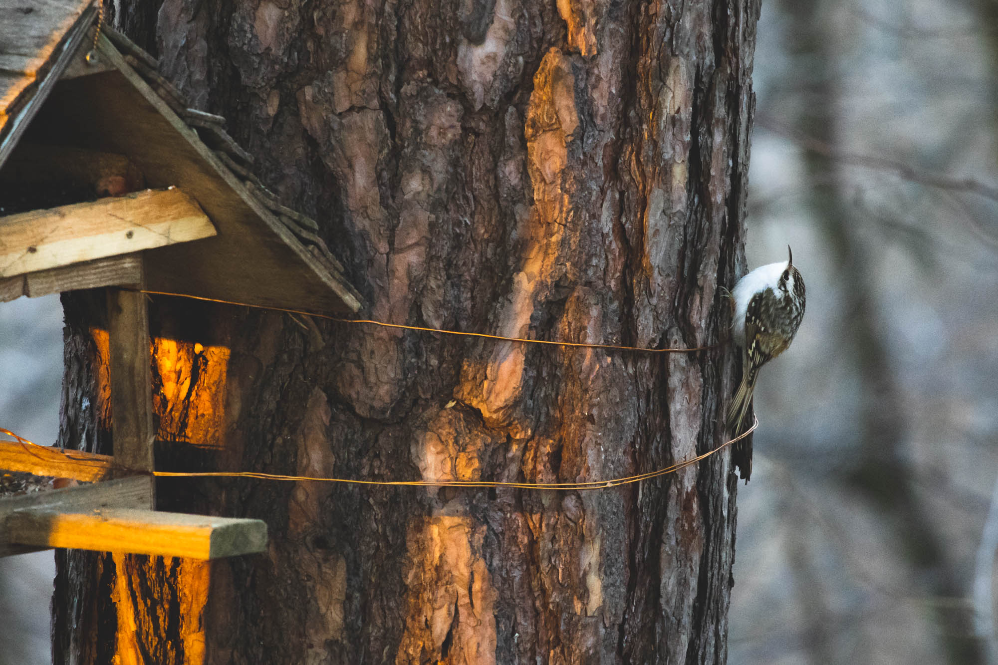 Treecreeper during a sunset in Vilnius, Lithuania