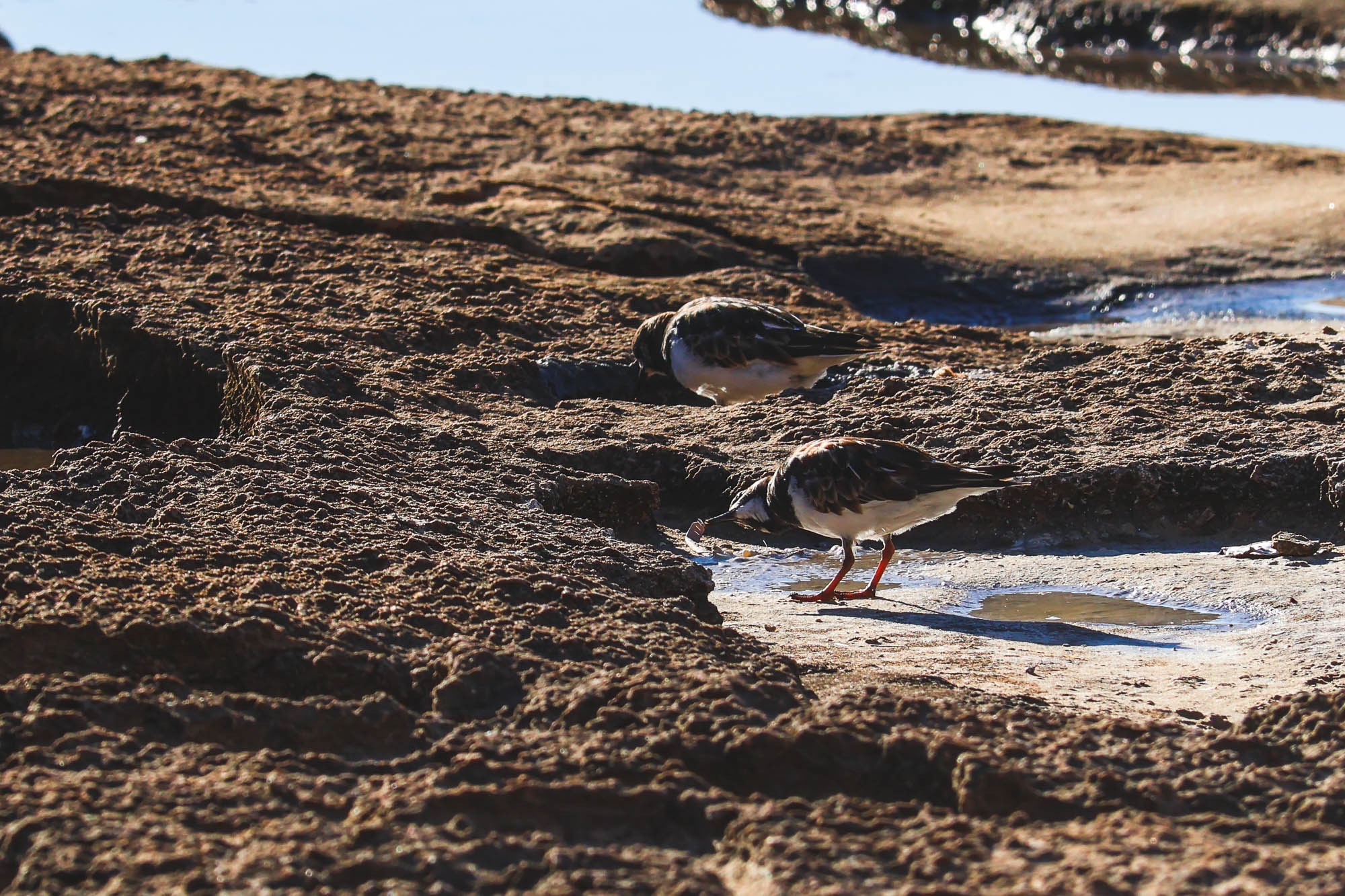 Two Ruddy Turnstones on rock in Spain