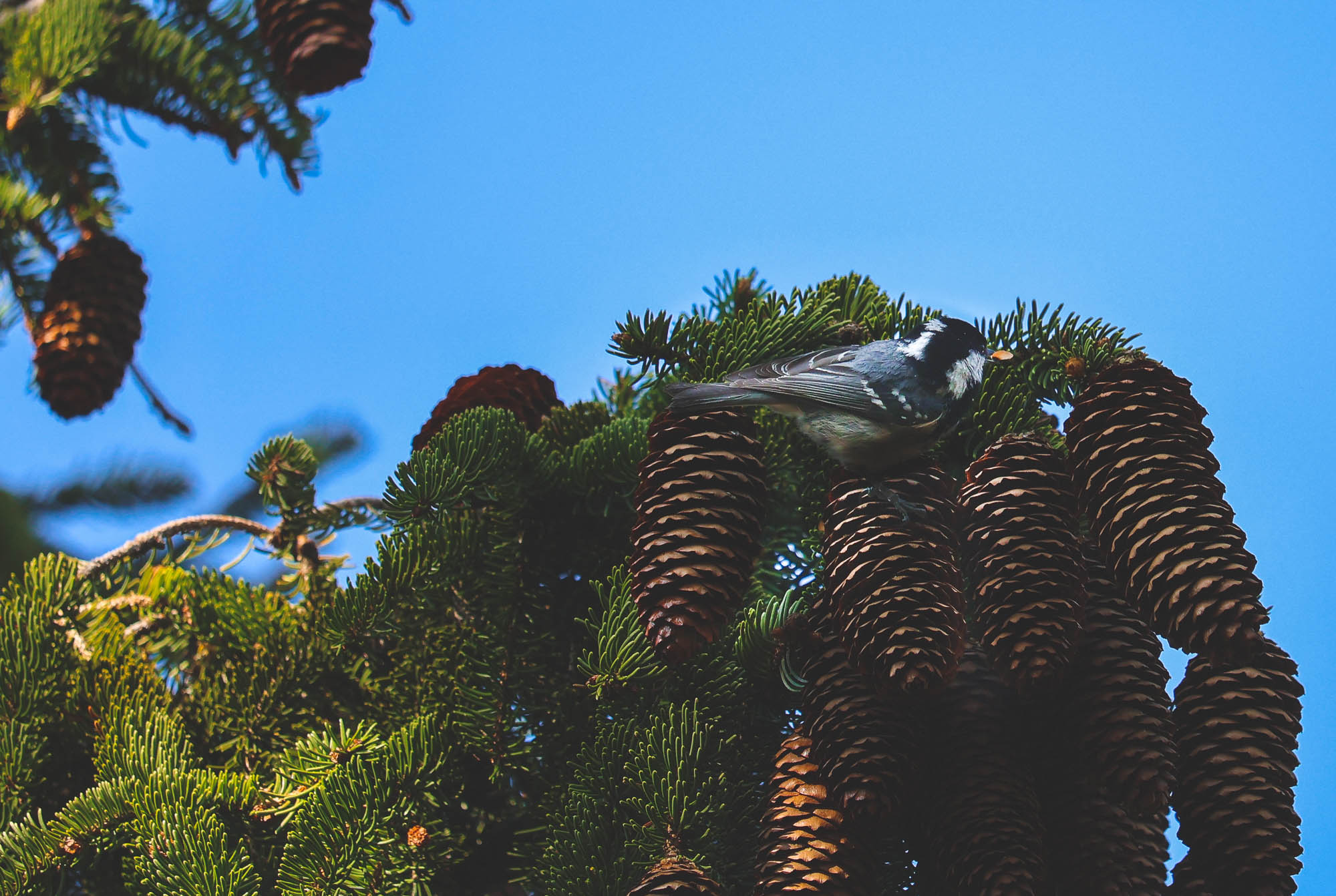 Coal Tit eating seeds from pine cones, May 2023, Austria 2