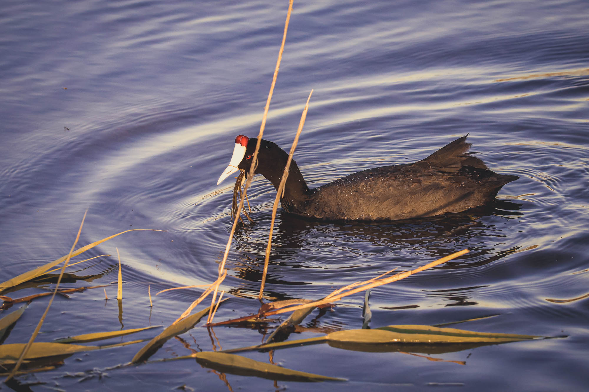 Red-knobbed Coot eating in El Hondo, Spain