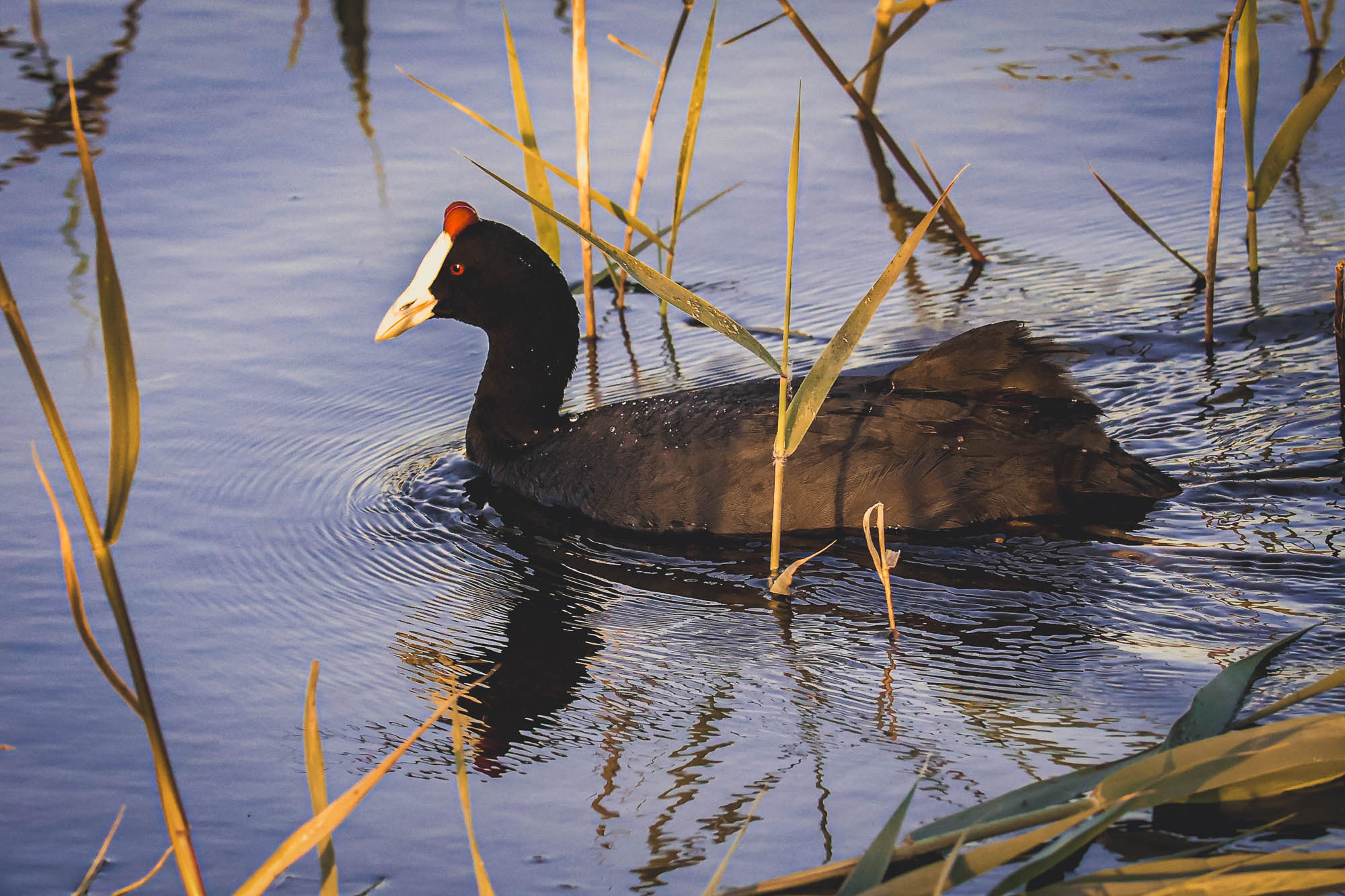 Red-knobbed Coot in El Hondo, Spain