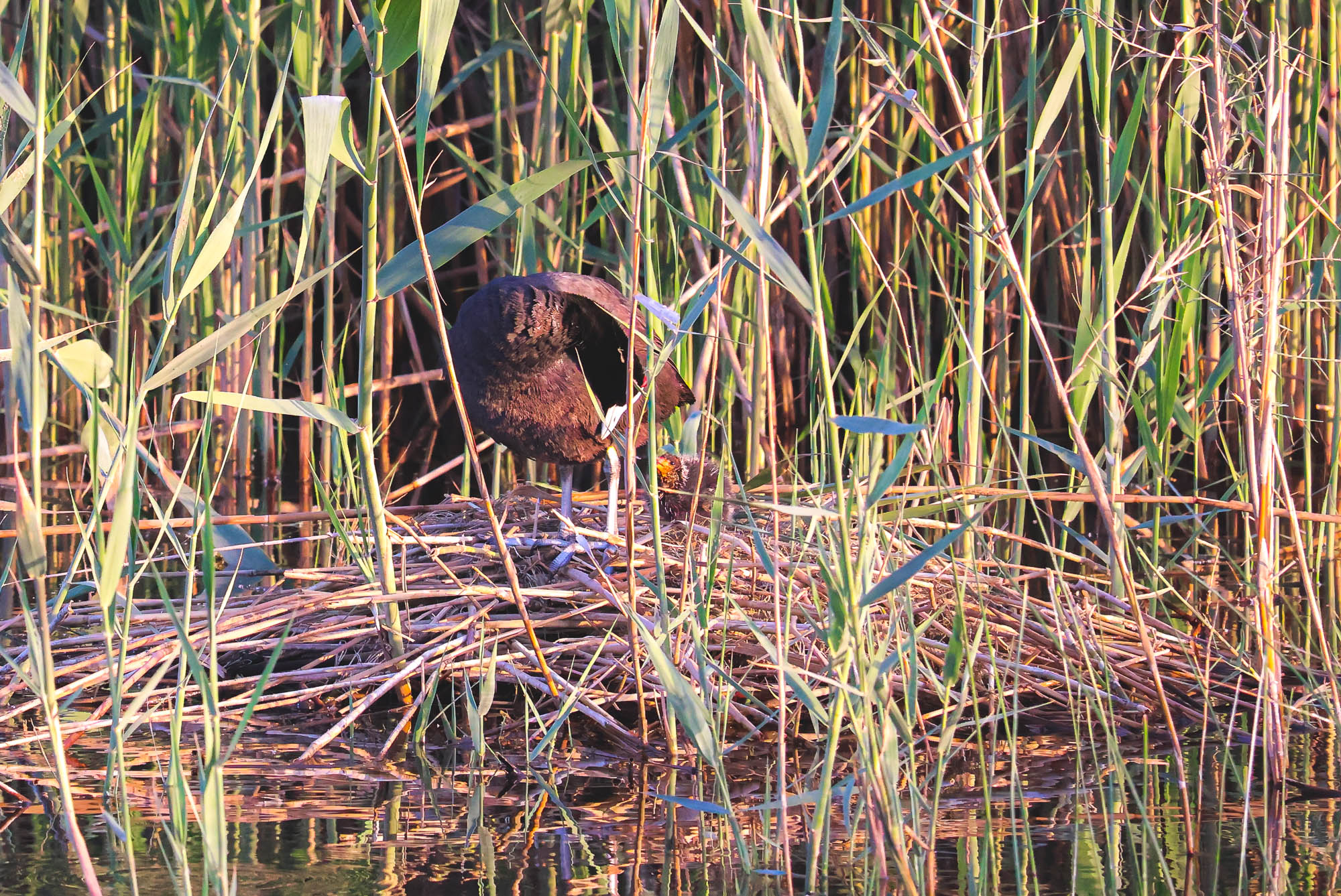 Red-knobbed Coot in a nest with a baby, El Hondo, Spain