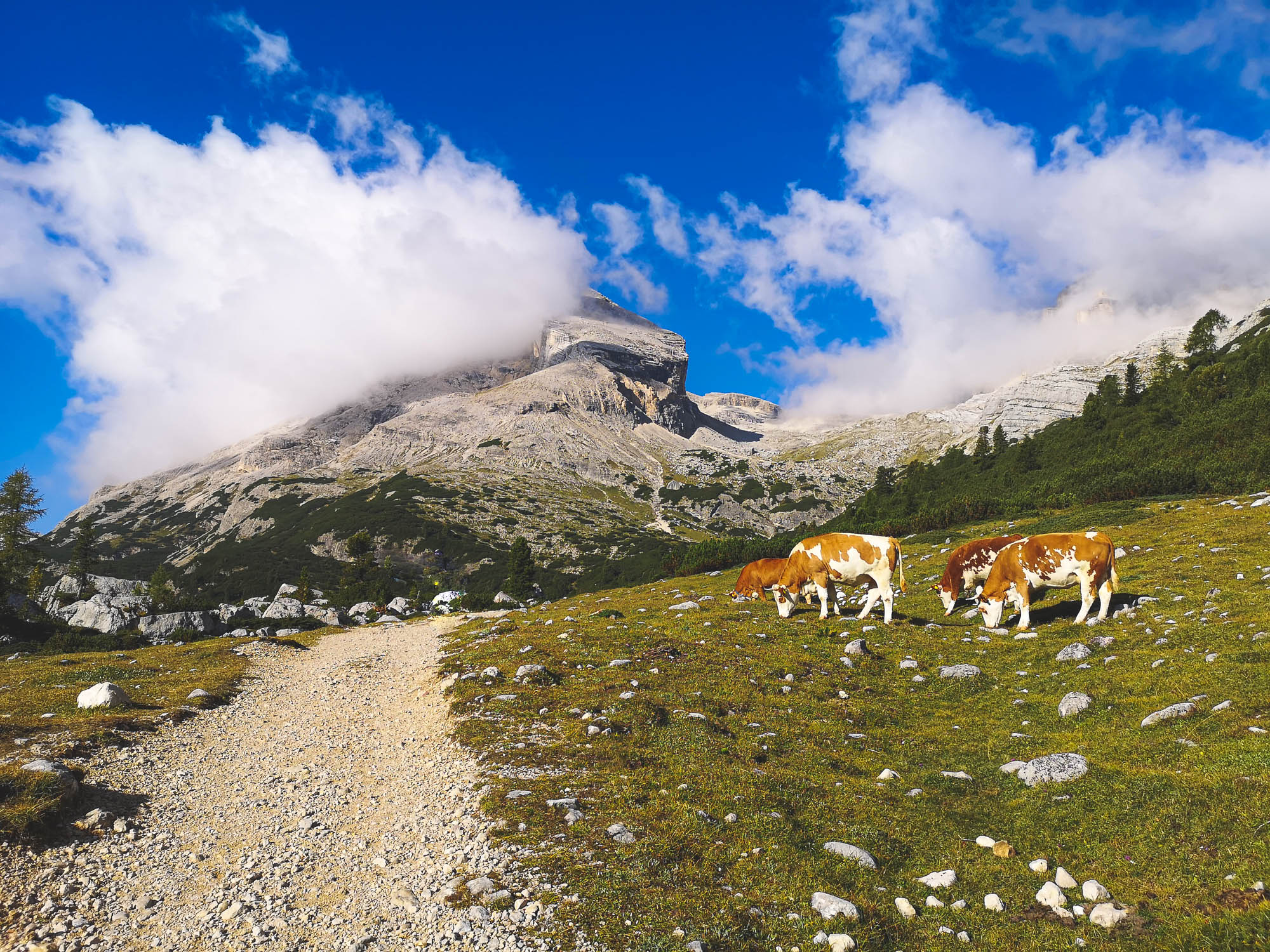 Cows in Alta Via 1, Dolomites, Italy