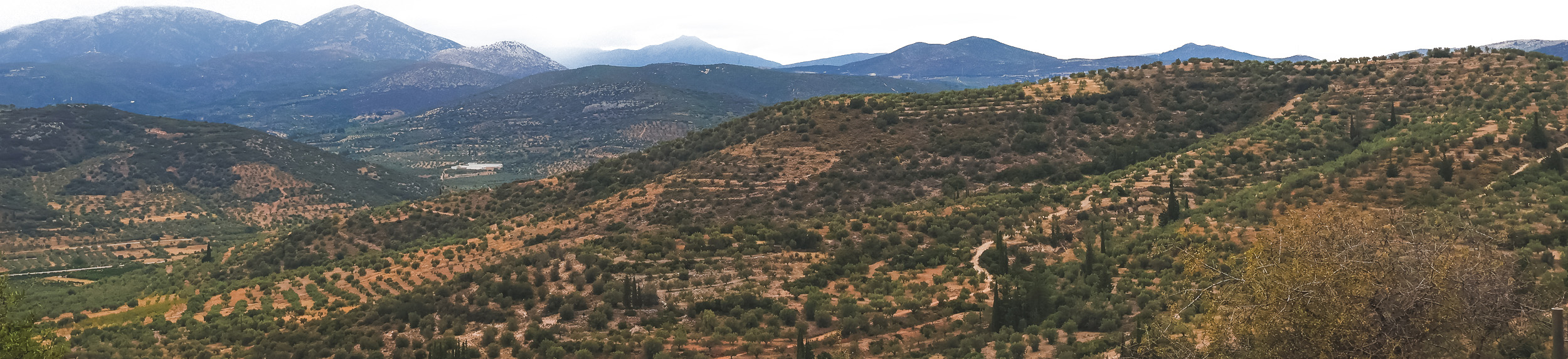 Olive trees in Peloponnese, Greece