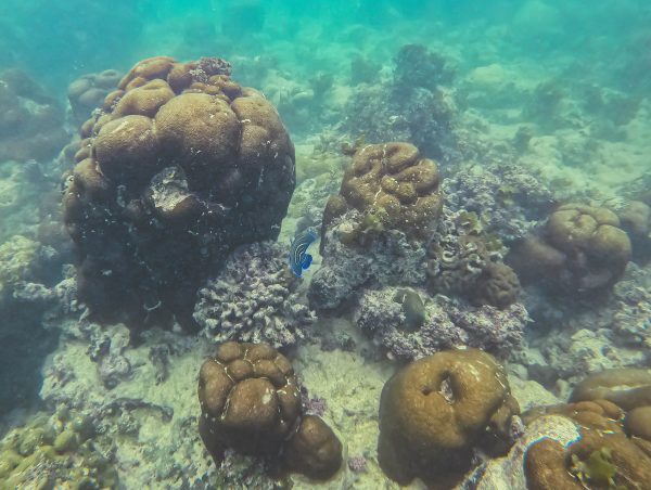 Baby Emperor Fish in Port Launay, Mahe, Seychelles