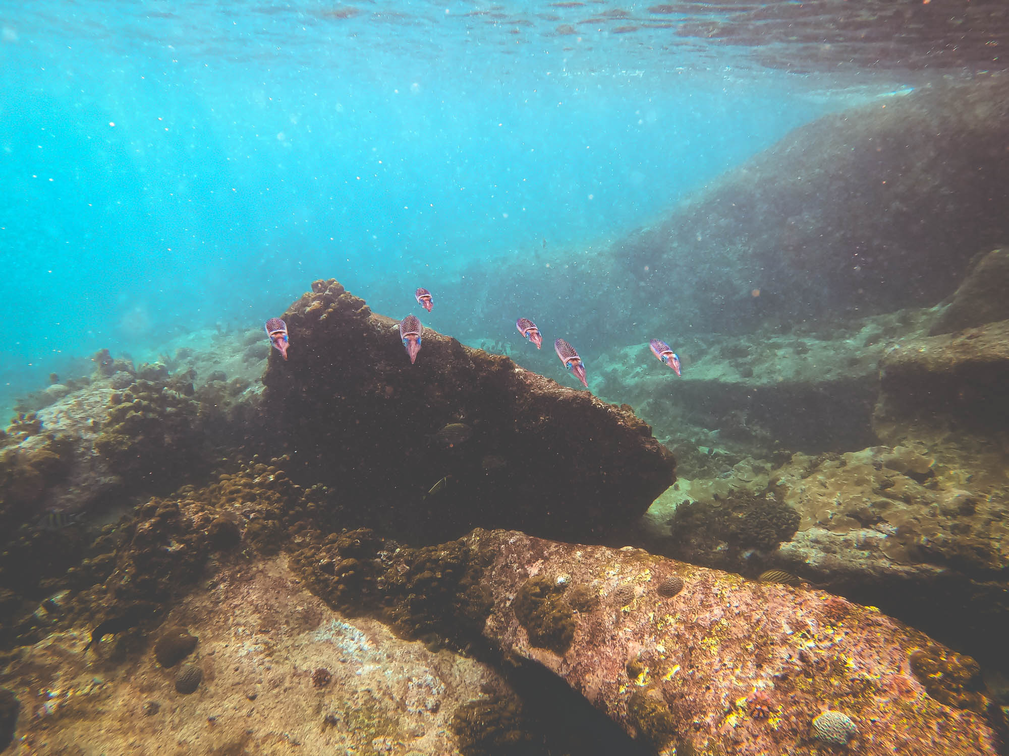 A group of Bigfin Reef Squids swimming between the boulders of Anse Soleil in Mahe, Seychelles