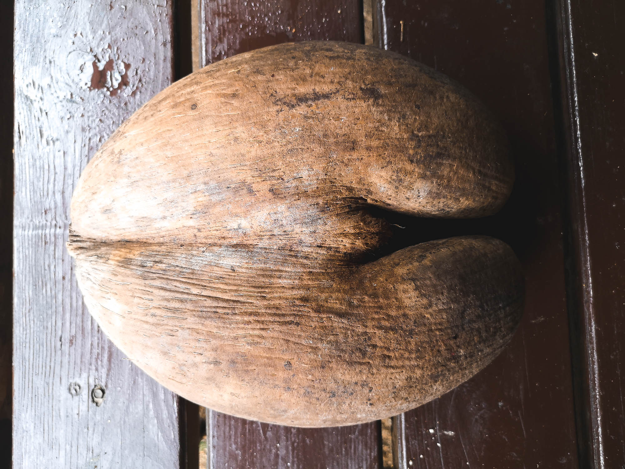 Coco de Mer in Praslin, Seychelles