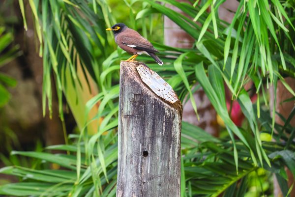 Common Myna