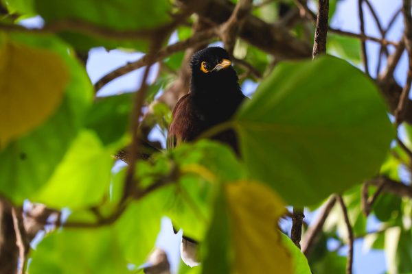 Common Myna in a tree, Seychelles 2