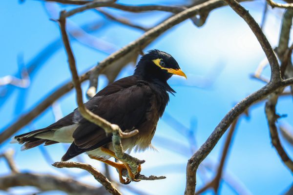 Common Myna in a tree, Seychelles