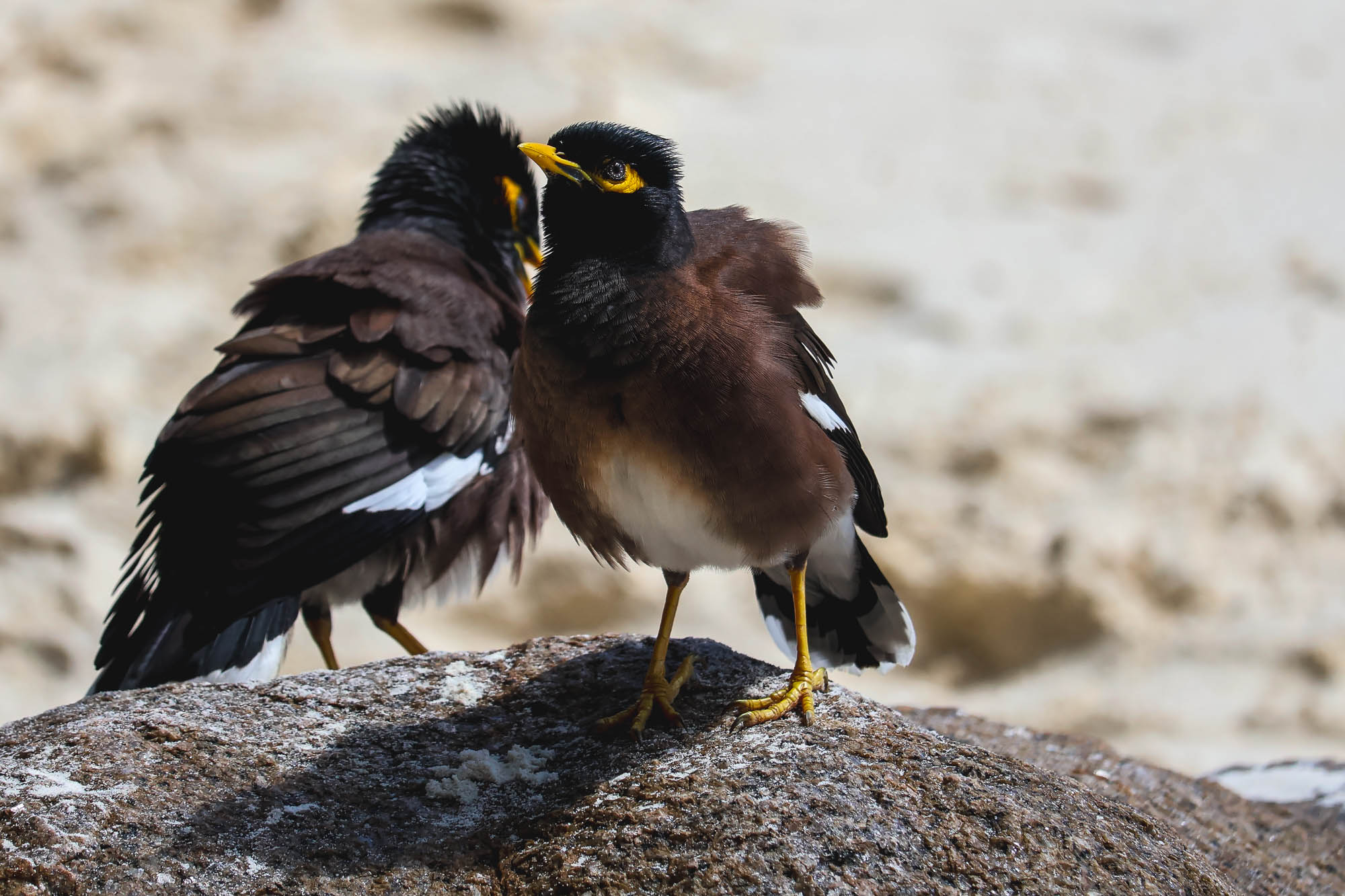 Couple of Mynas interacting on a beach in Seychelles