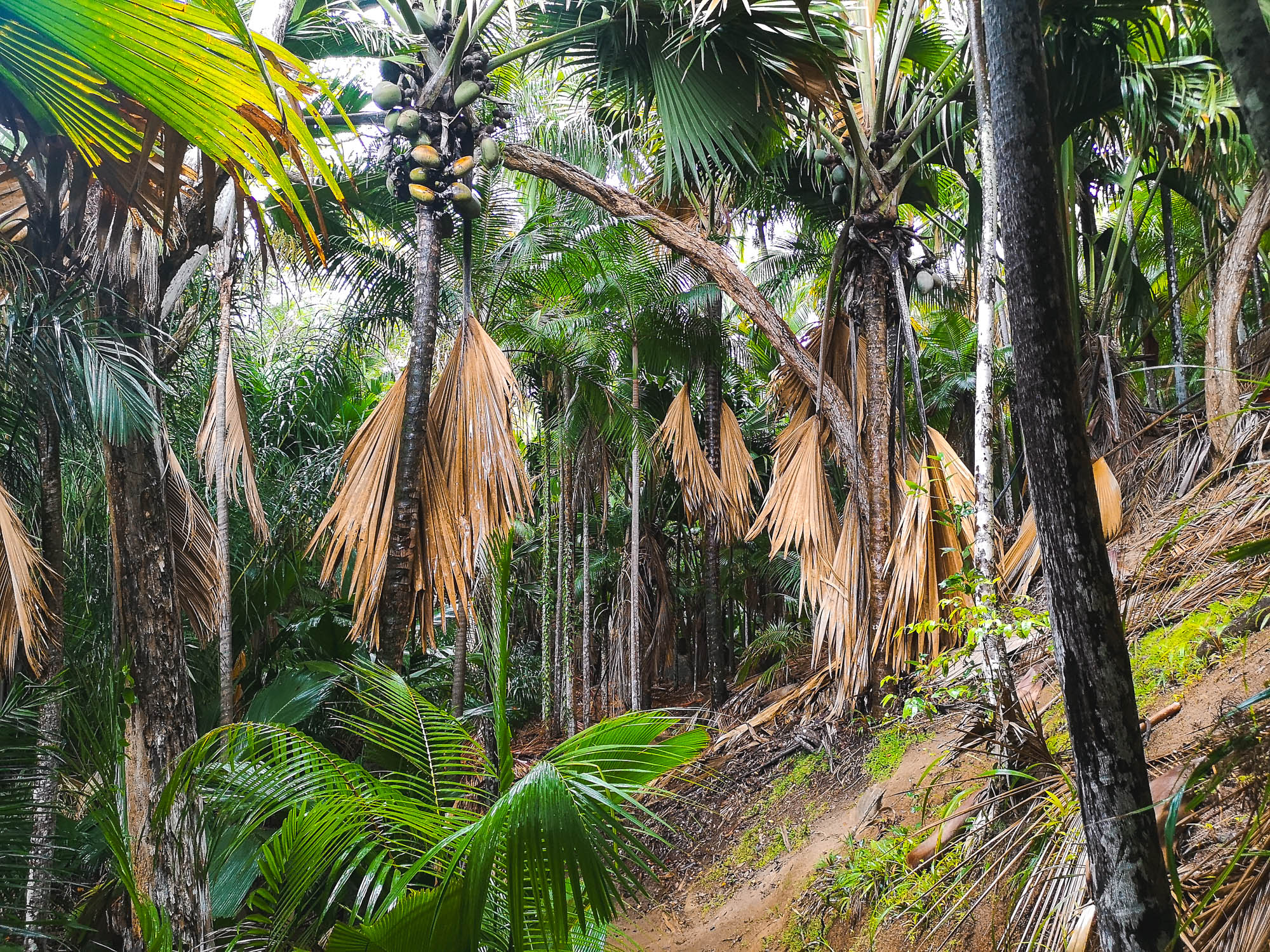 Fond Ferdinand in Praslin, Seychelles