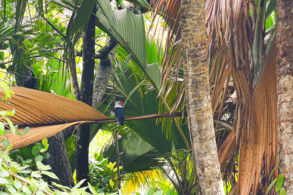 Seychelles Blue Pigeon in a forest, Praslin
