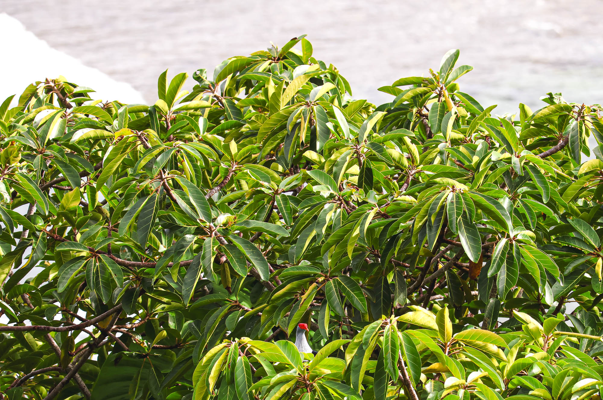 Seychelles Blue Pigeon on top of a tree in Mahe 2