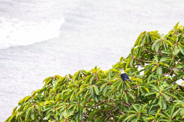 Seychelles Blue Pigeon on top of a tree in Mahe 3