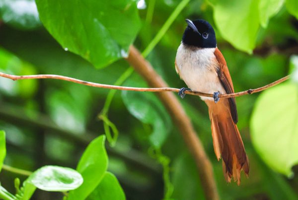 Female Seychelles Paradise Flycatcher 7