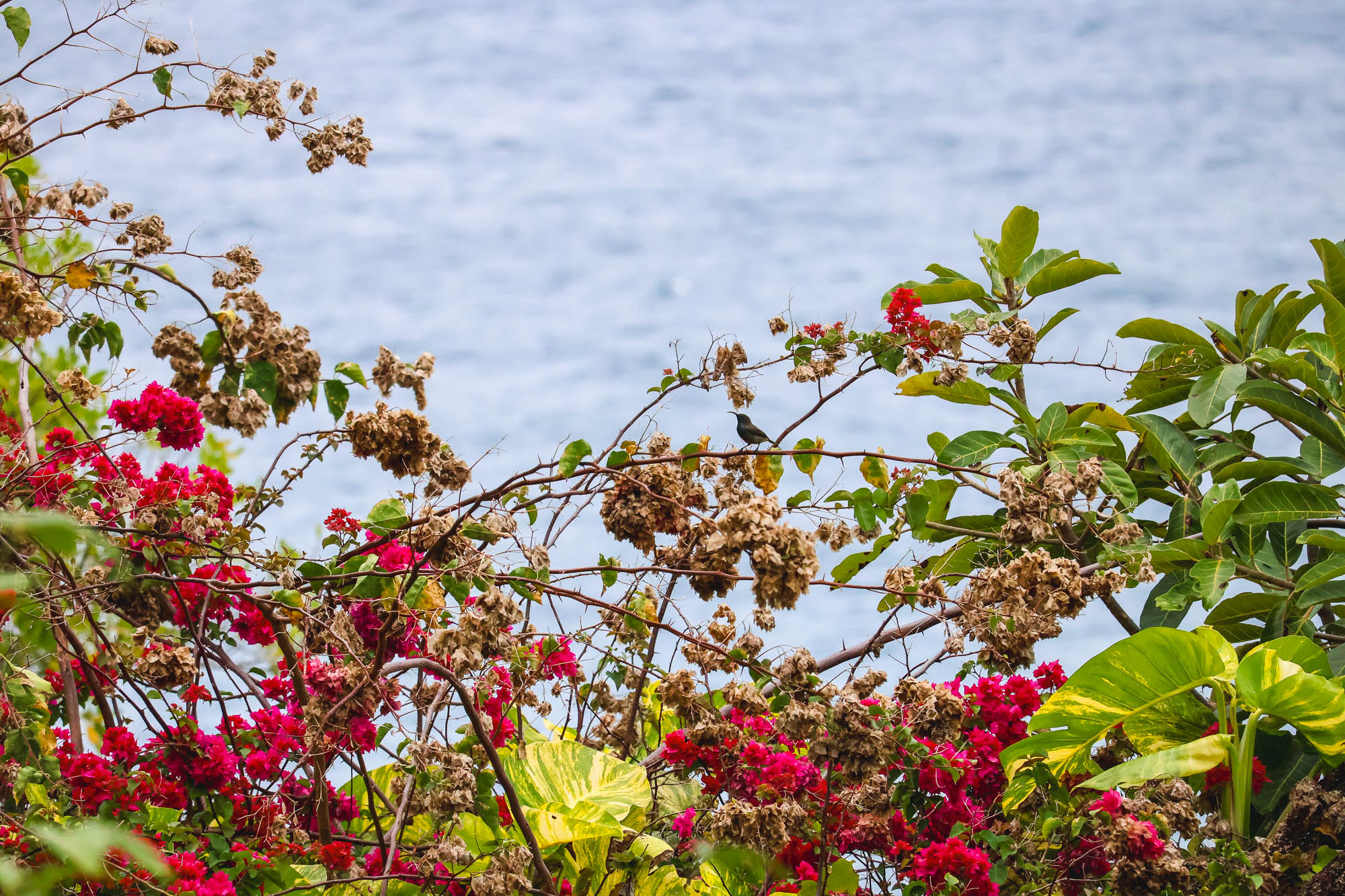 Seychelles Sunbird by the sea, Mahe