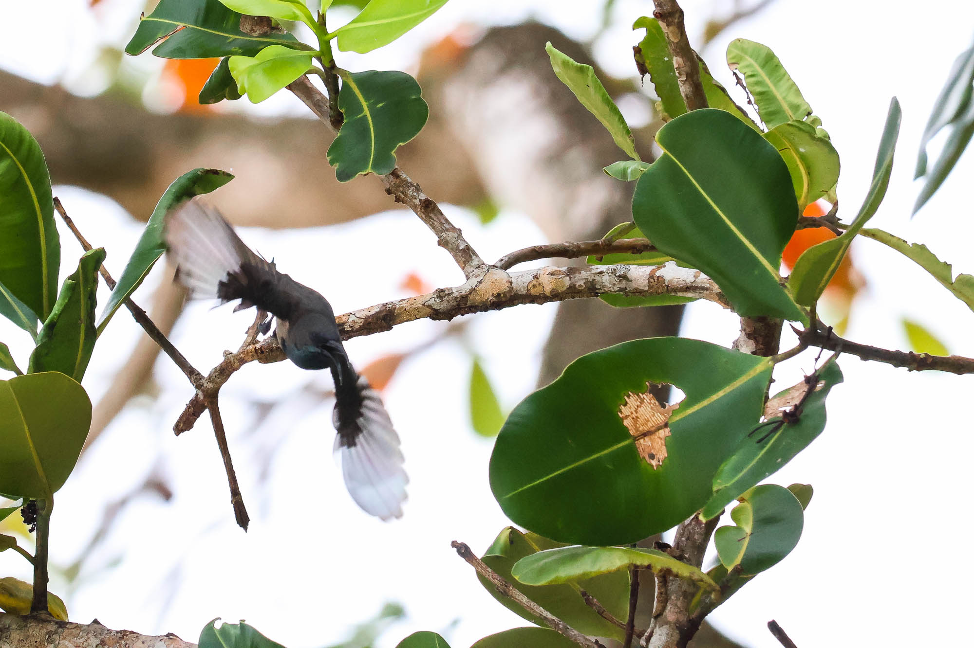 Seychelles Sunbird in flight