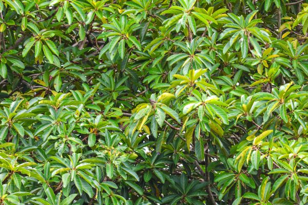 Seychelles Sunbird in a jungle, Mahe